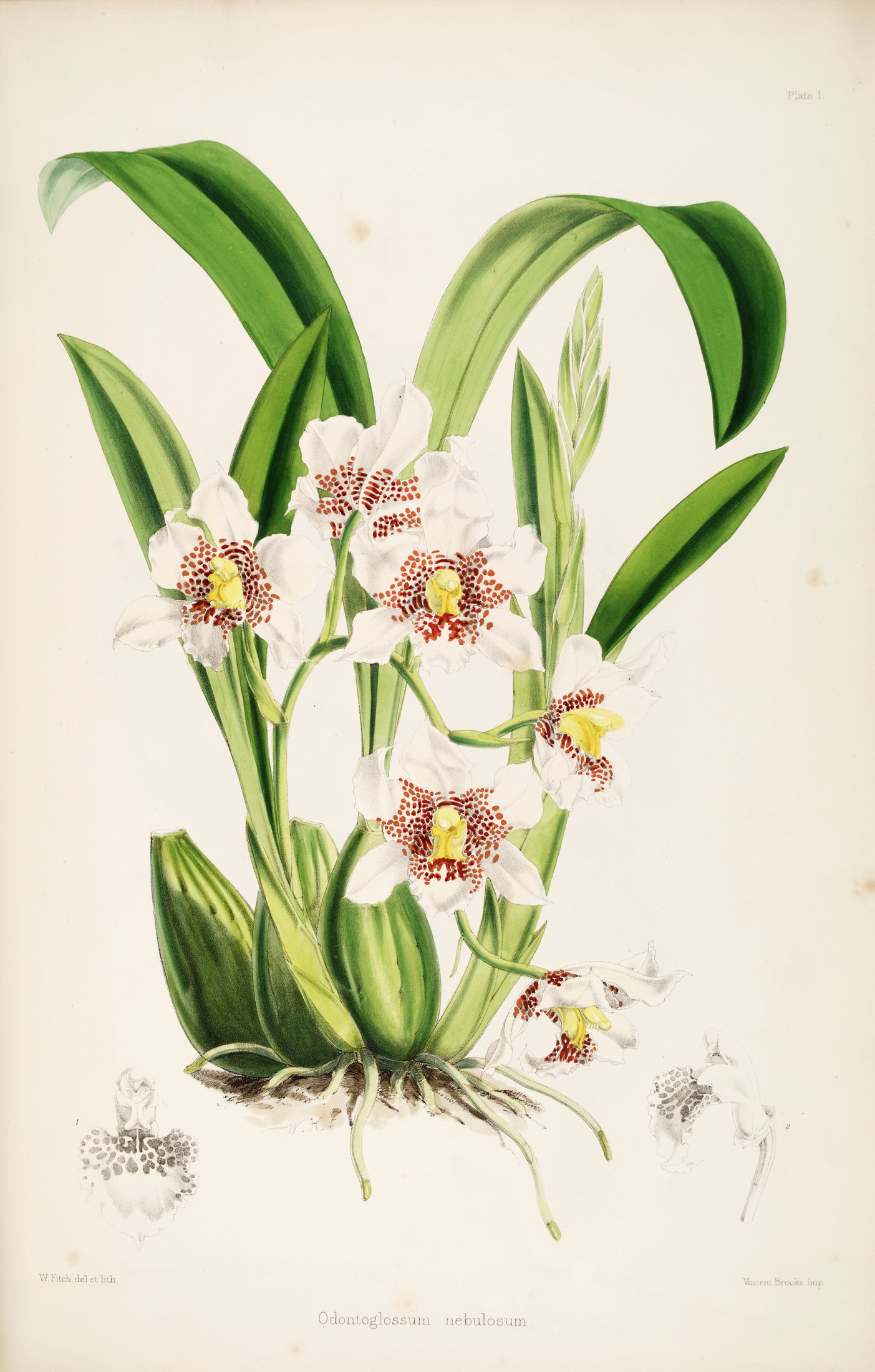Odontoglossum nebulosum — James Bateman