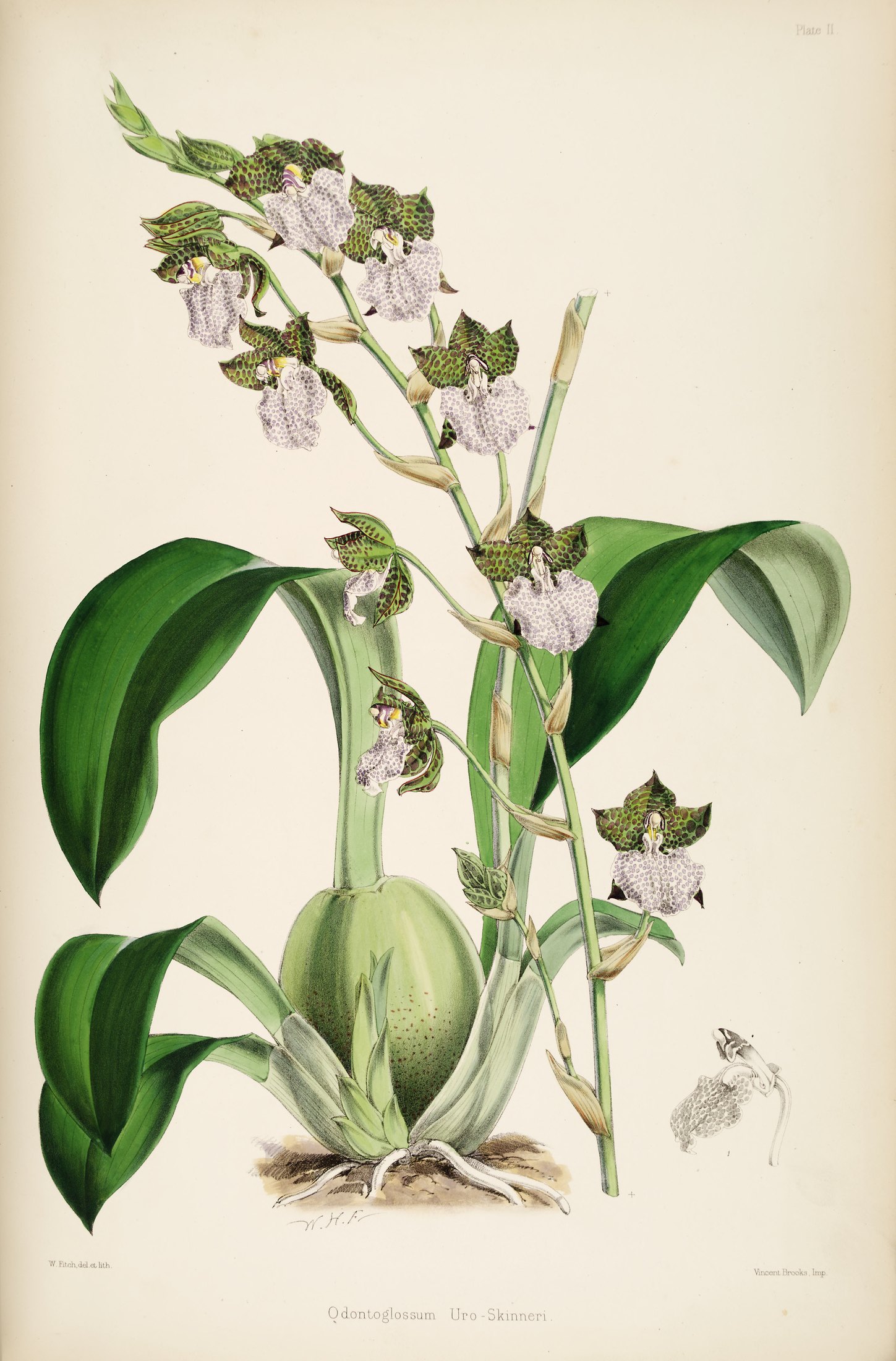 Odontoglossum uro-skinneri — James Bateman