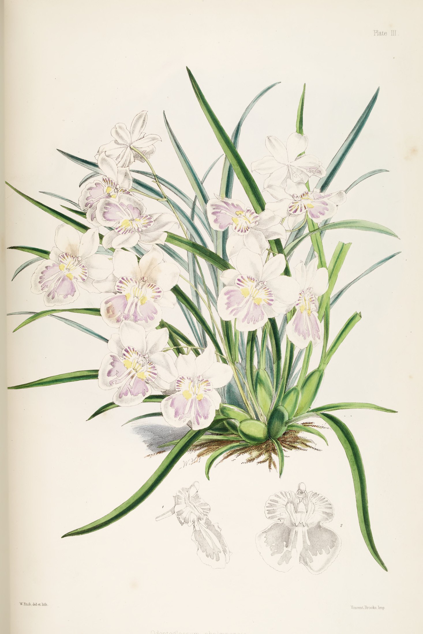 Odontoglossum phalænopsis — James Bateman