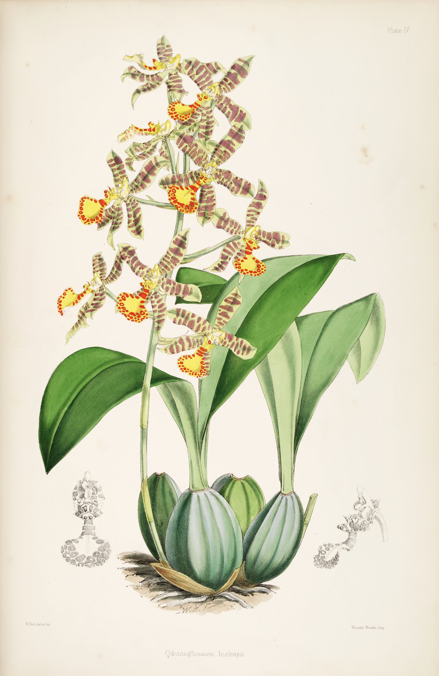 Odontoglossum insleayi — James Bateman