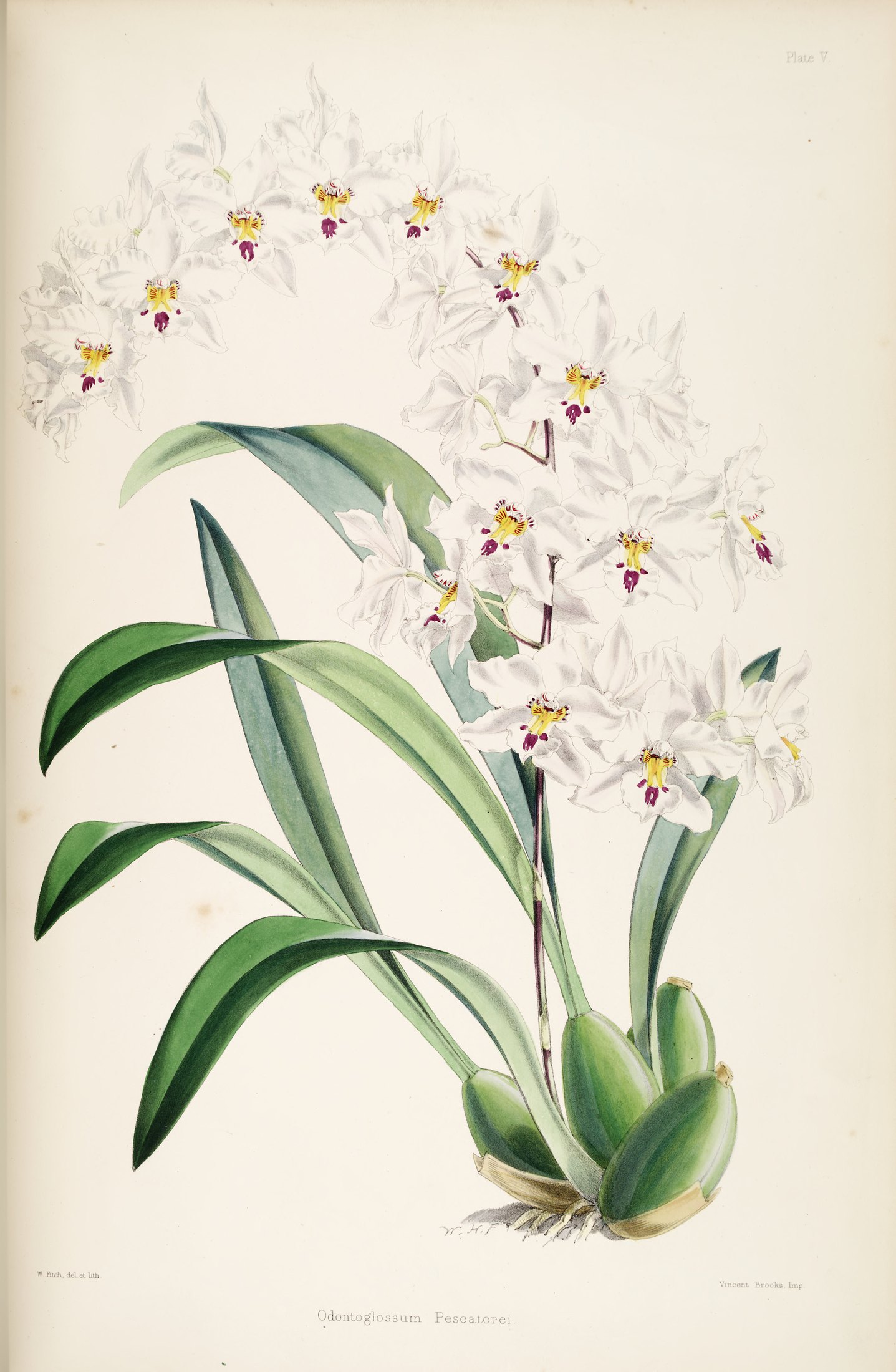 Odontoglossum pescatorei — James Bateman