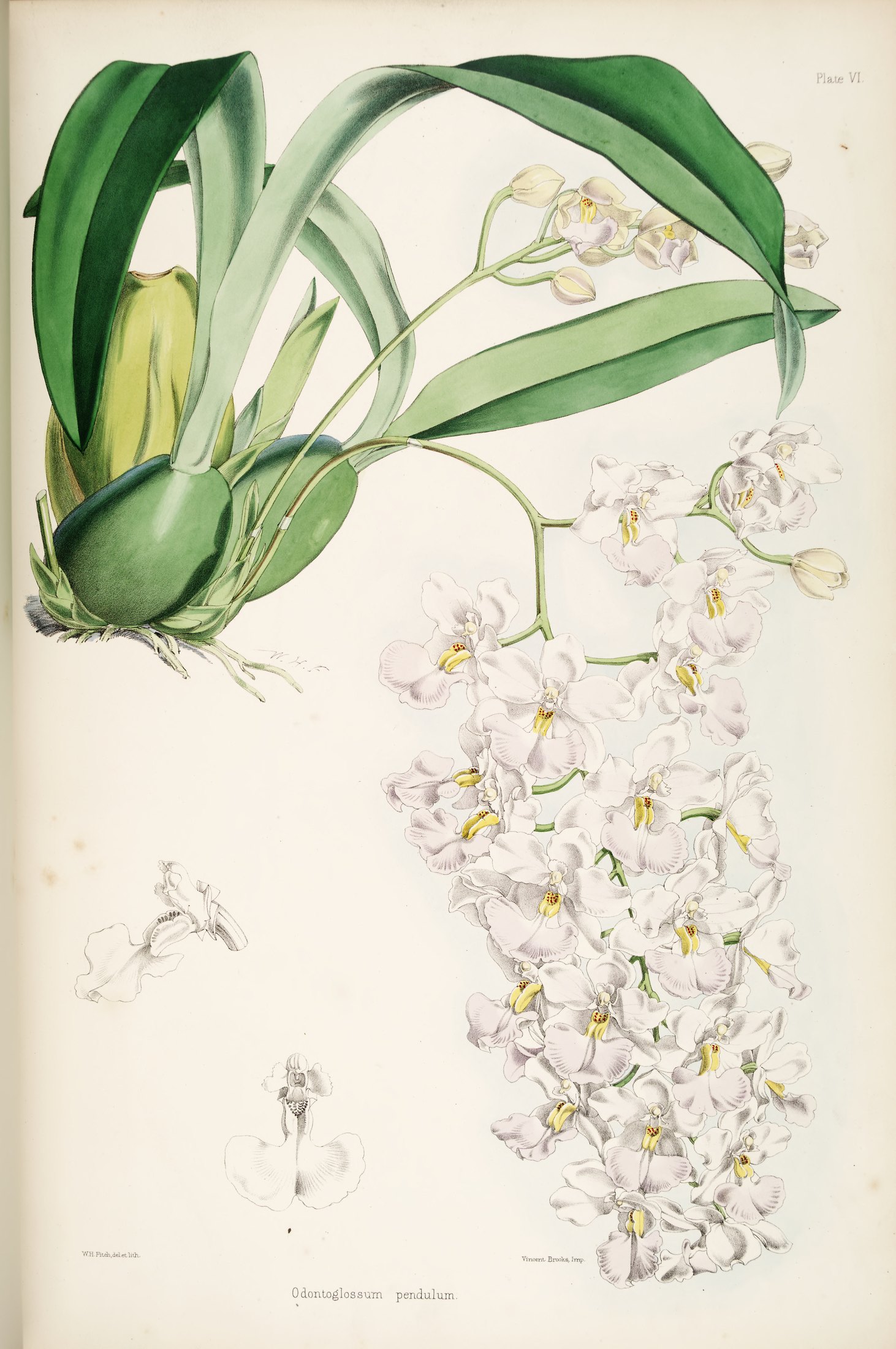 Odontoglossum pendulum — James Bateman