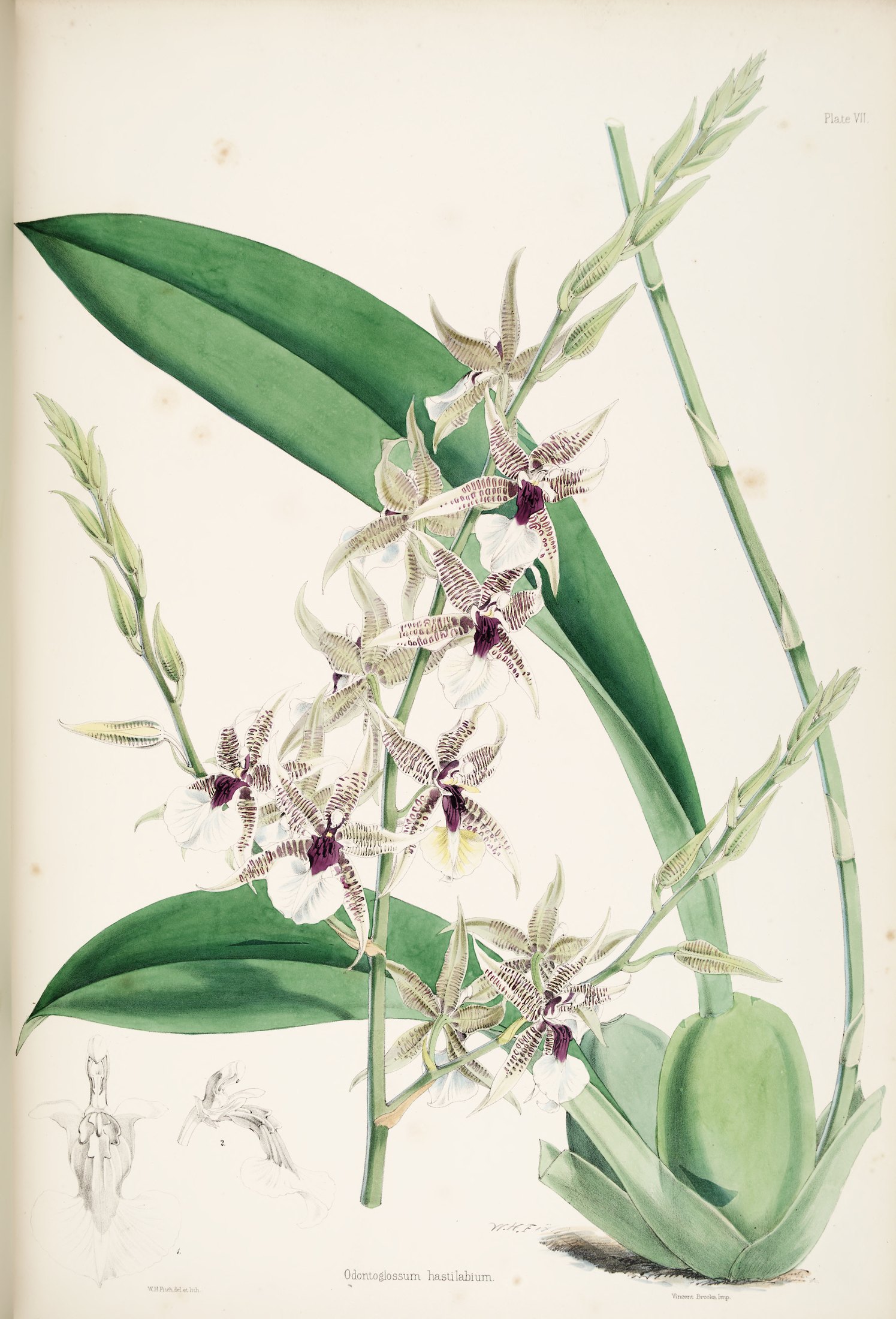 Odontoglossum hastilabium — James Bateman