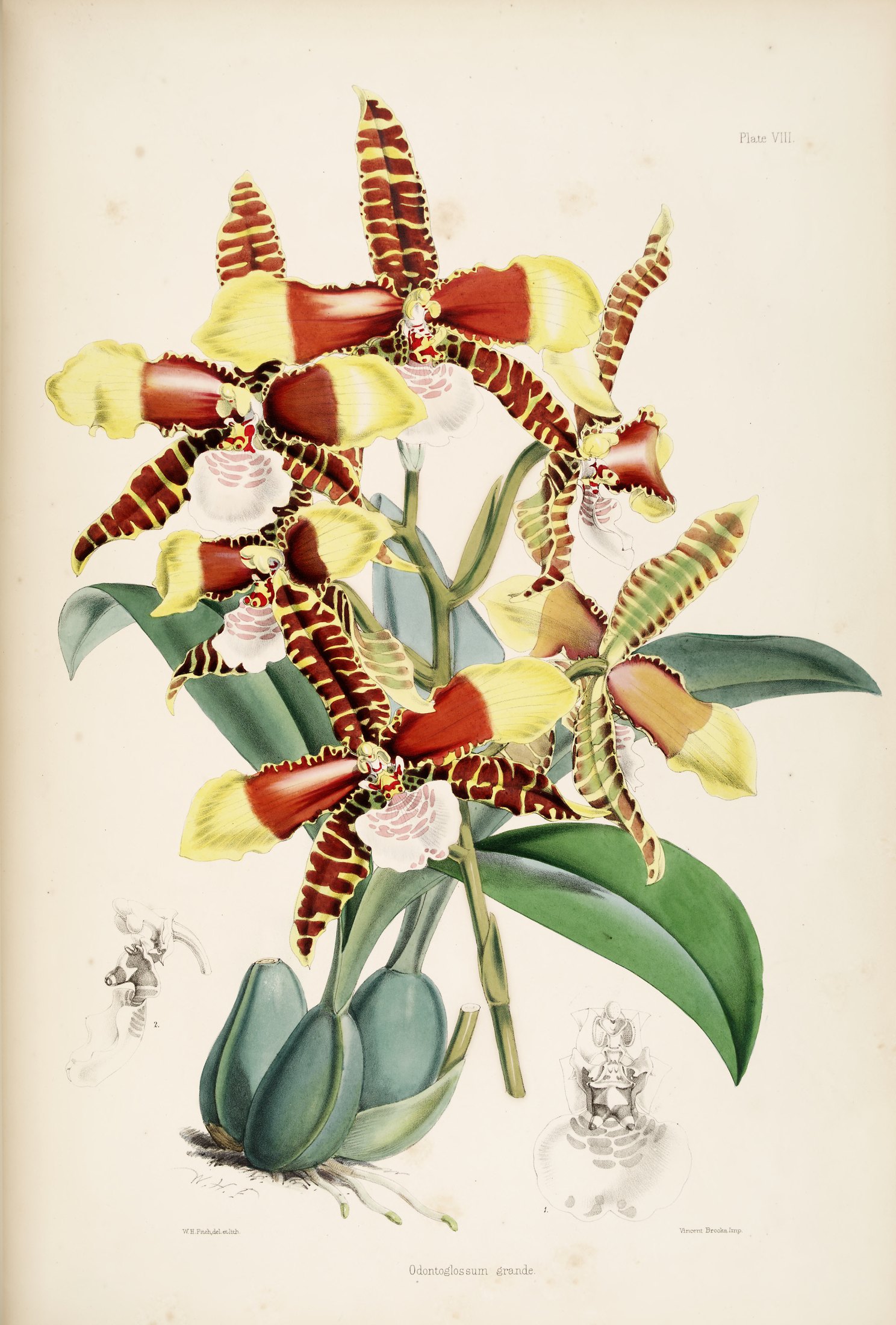 Odontoglossum grande — James Bateman
