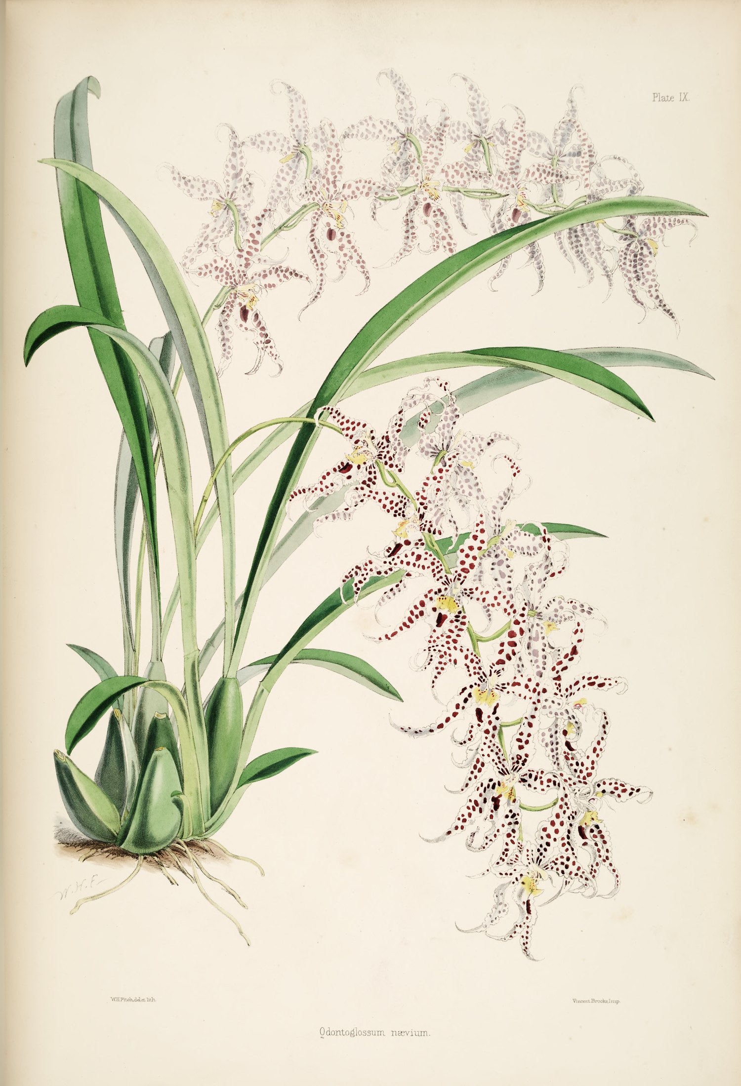 Odontoglossum nævium — James Bateman