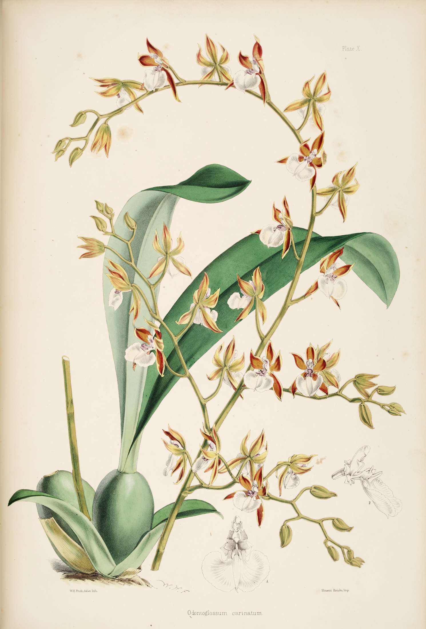 Odontoglossum cariniferum — James Bateman