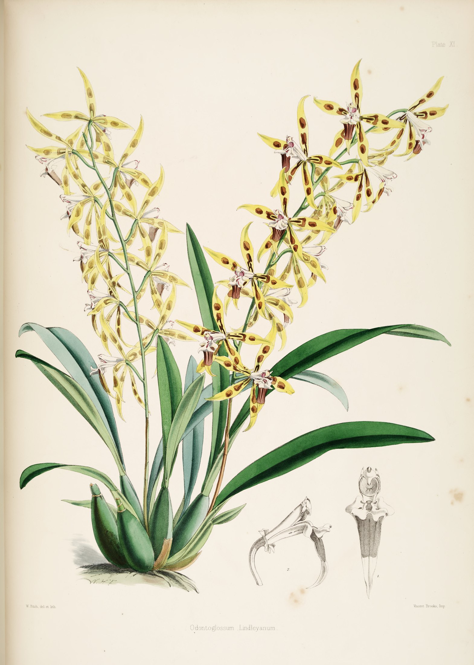Odontoglossum lindleyanum — James Bateman