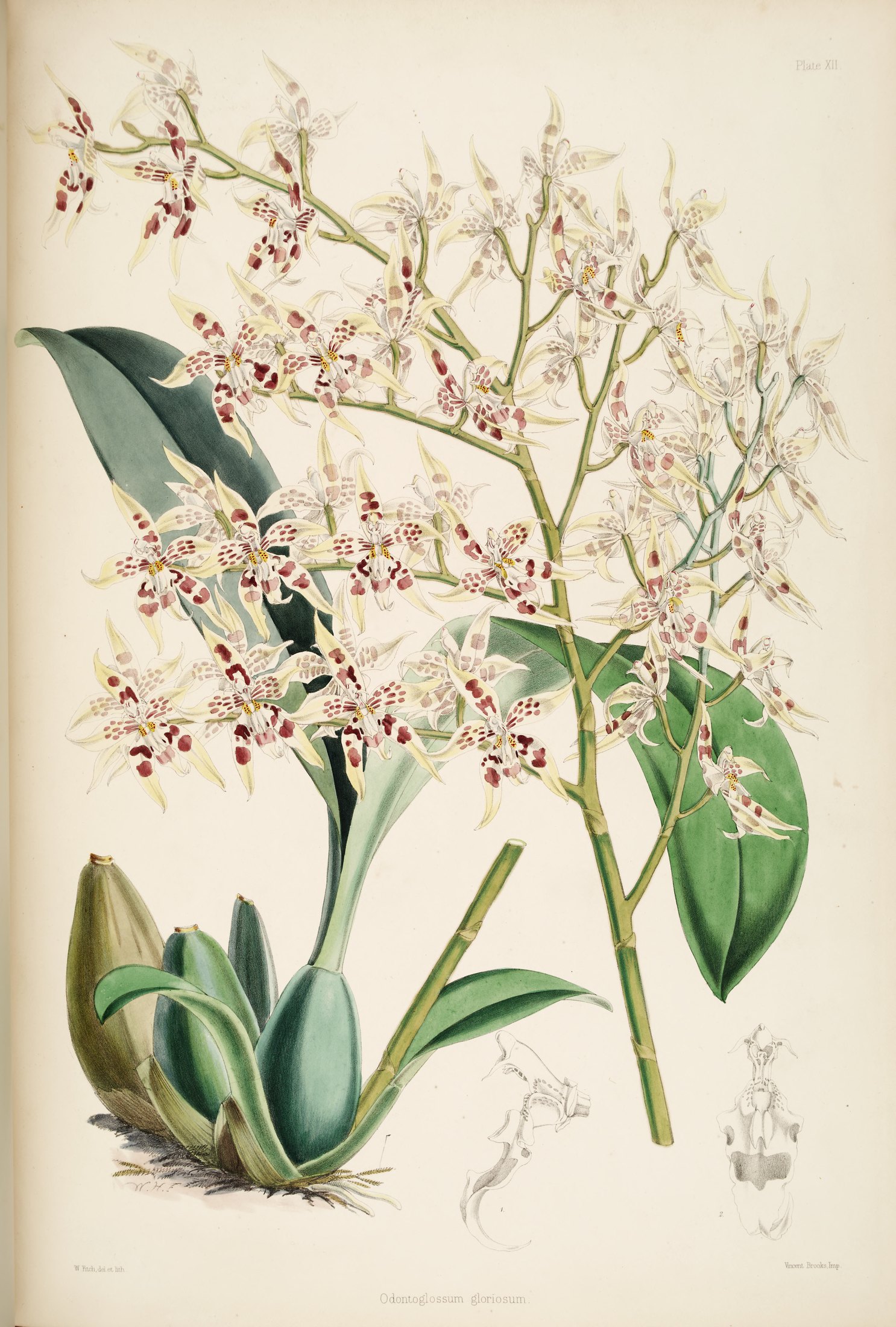 Odontoglossum gloriosum — James Bateman