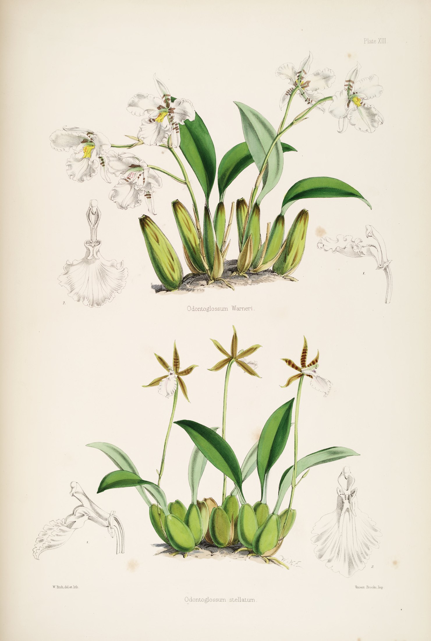 Odontoglossum warnerianum — James Bateman