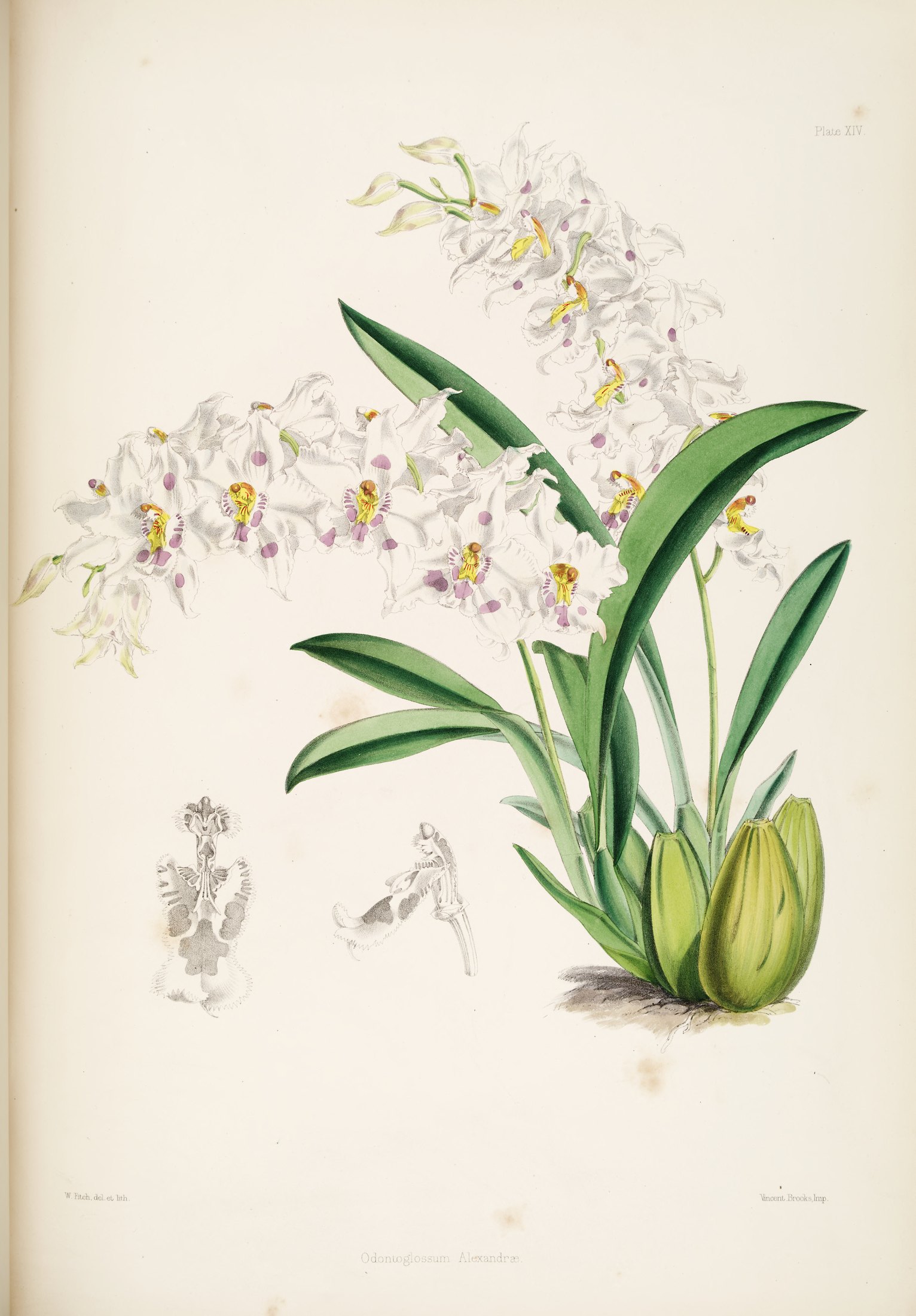 Odontoglossum alexandrae — James Bateman