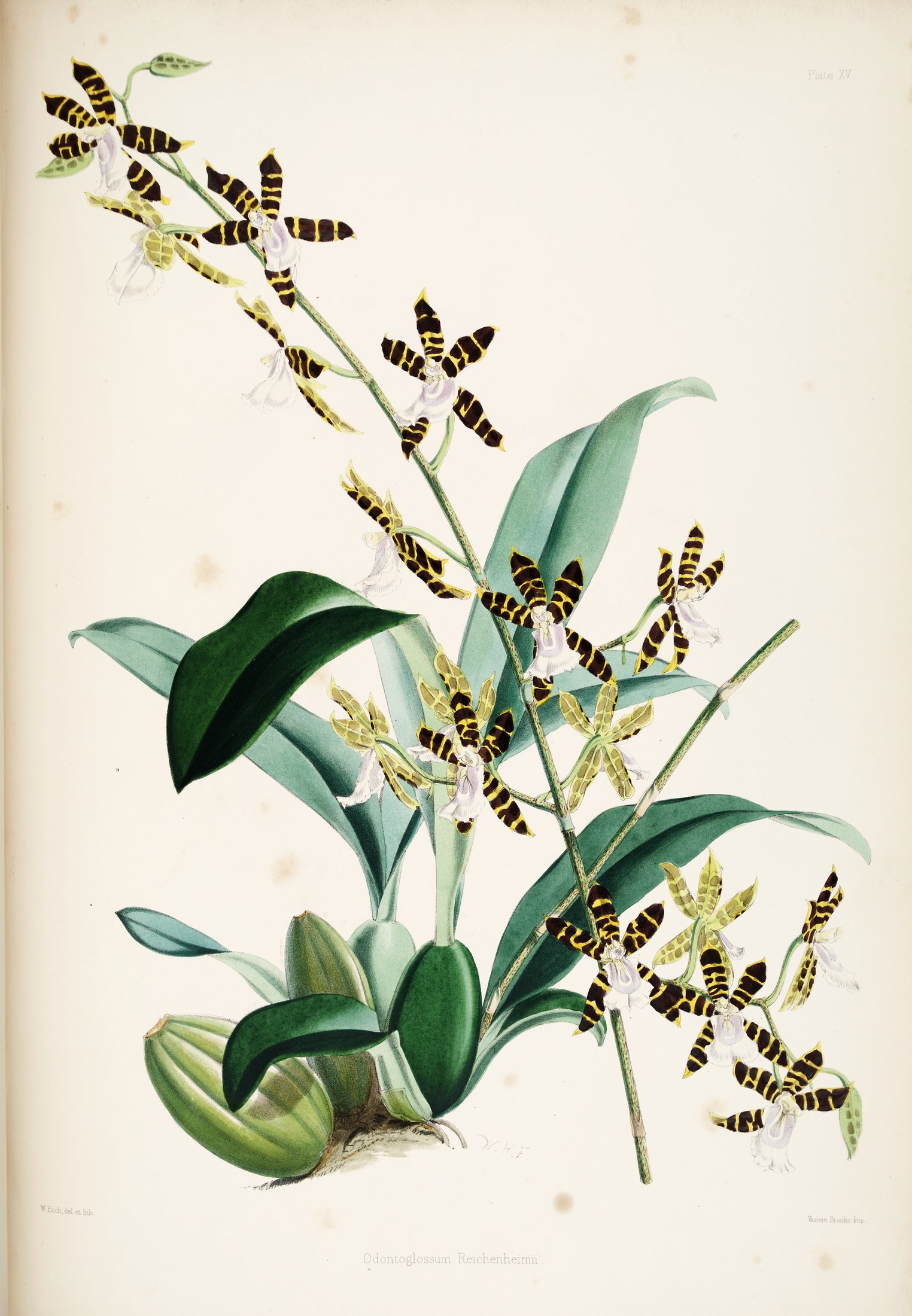 Odontoglossum reichenheimii — James Bateman