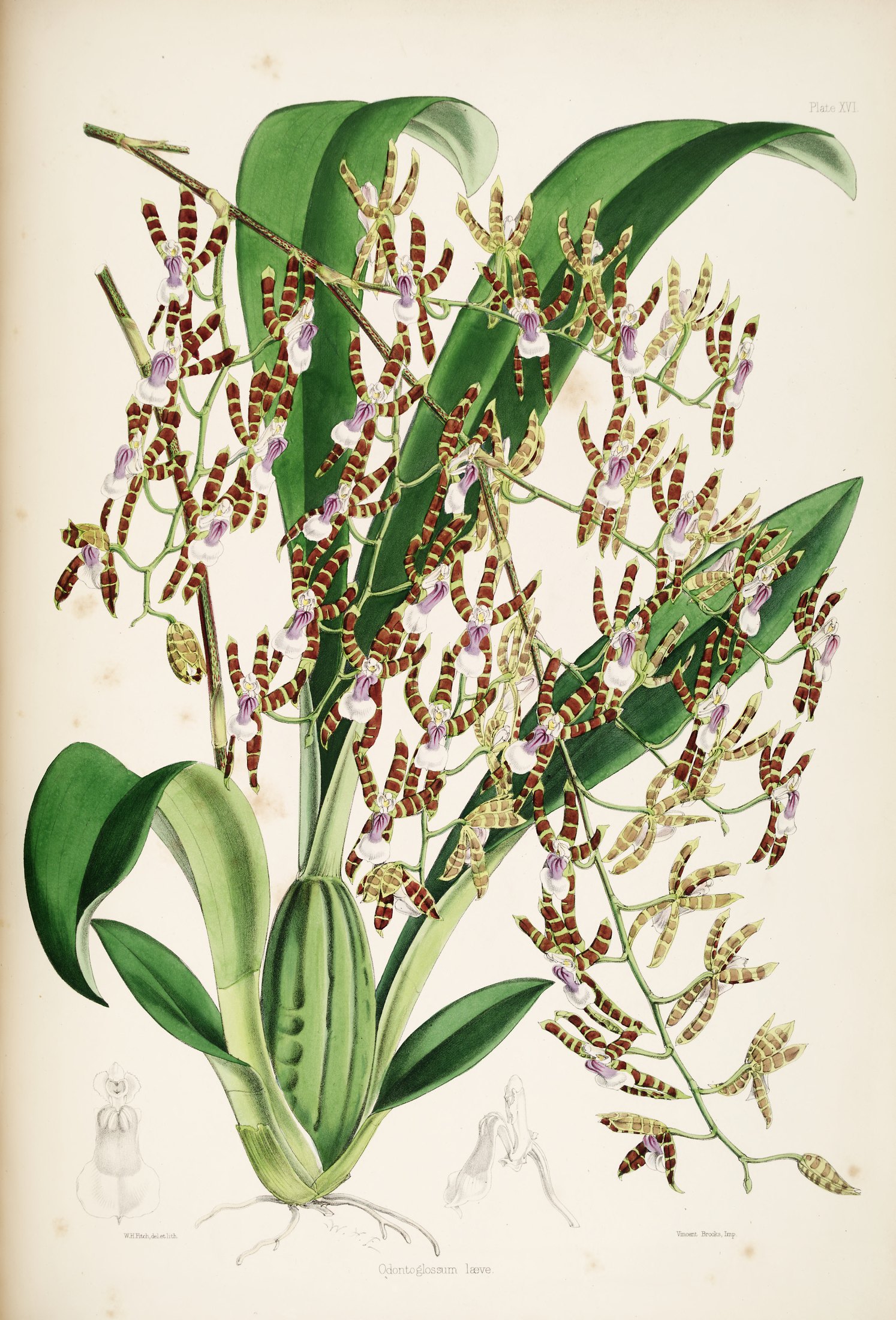 Odontoglossum læve — James Bateman