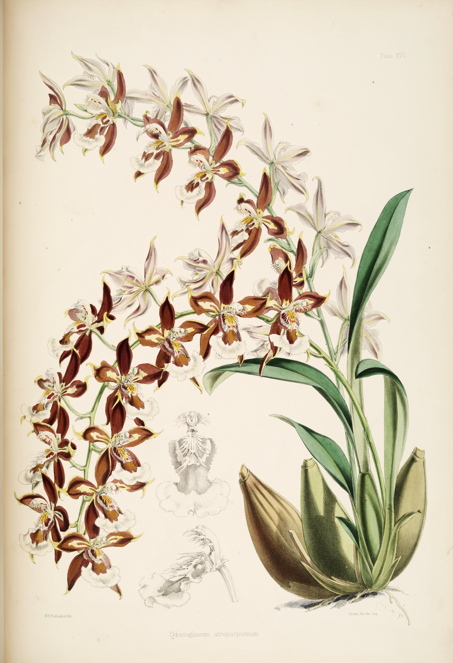Odontoglossum luteo-purpureum — James Bateman