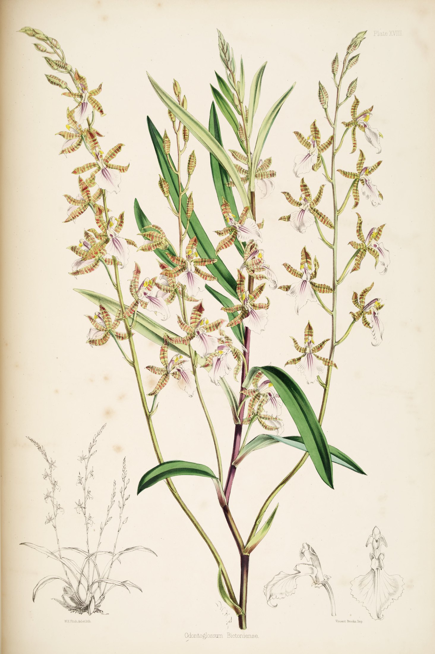 Odontoglossum bictoniense — James Bateman