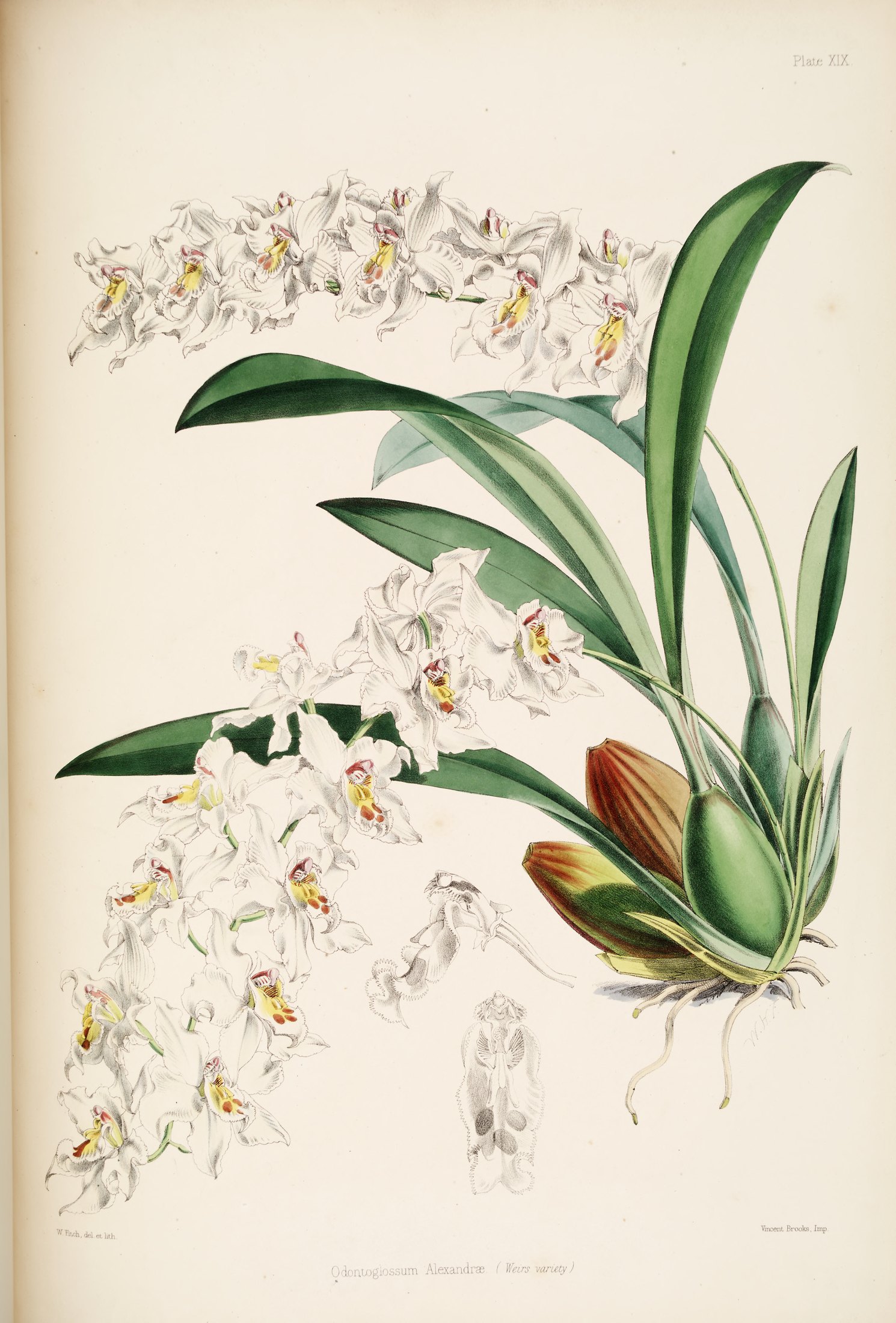 Odontoglossum alexandrae — James Bateman