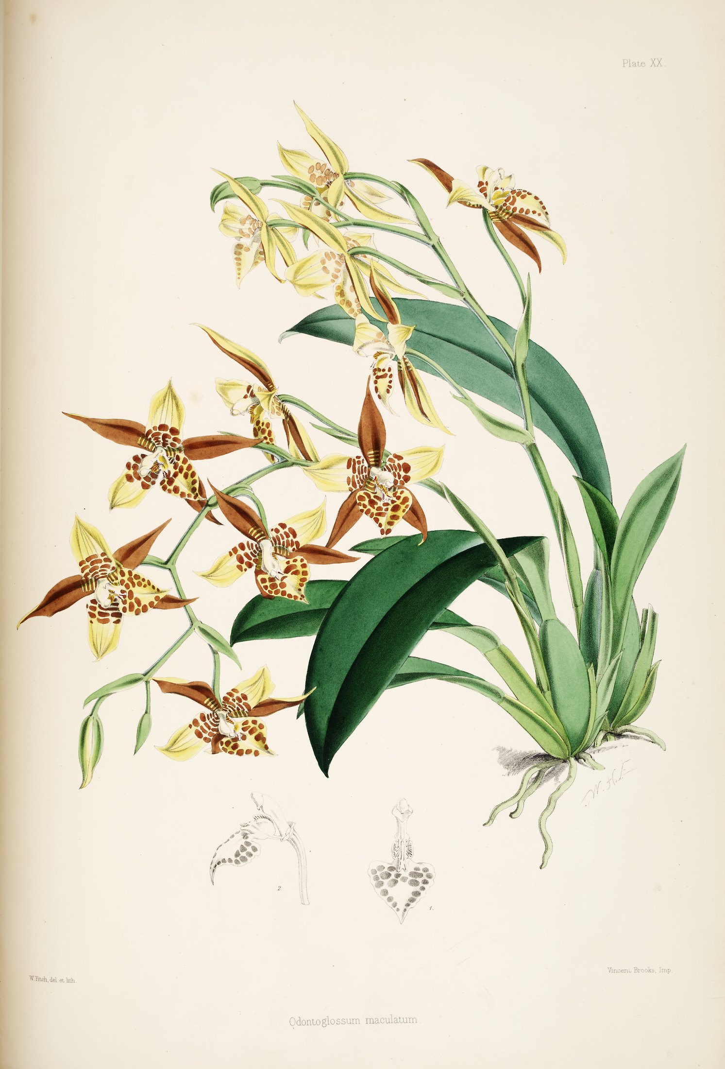 Odontoglossum maculatum — James Bateman