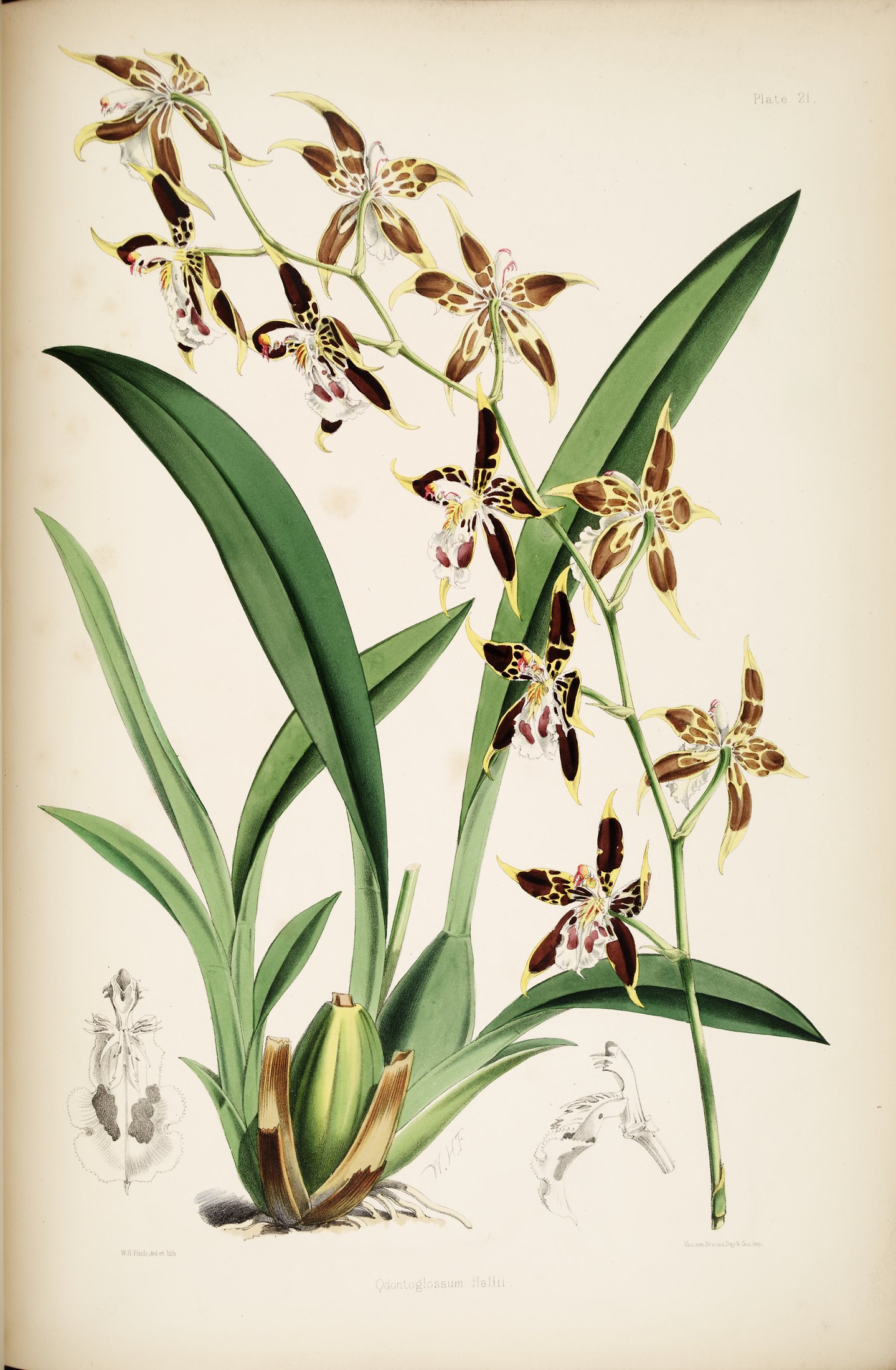 Odontoglossum hallii — James Bateman