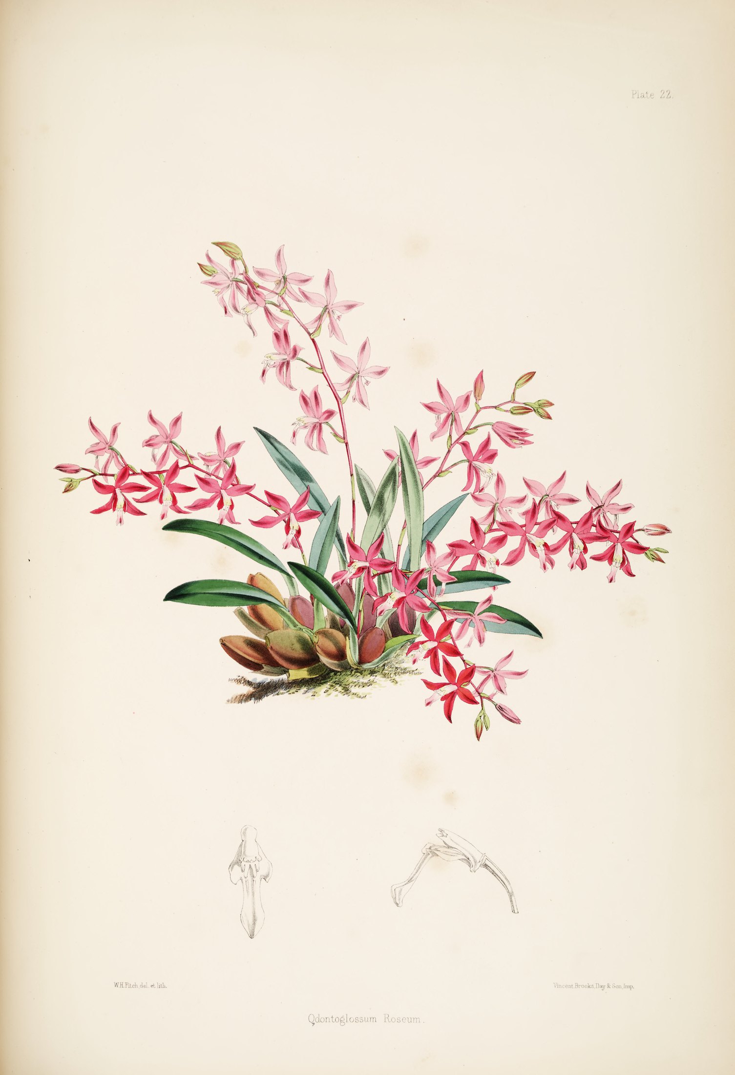 Odontoglossum roseum — James Bateman