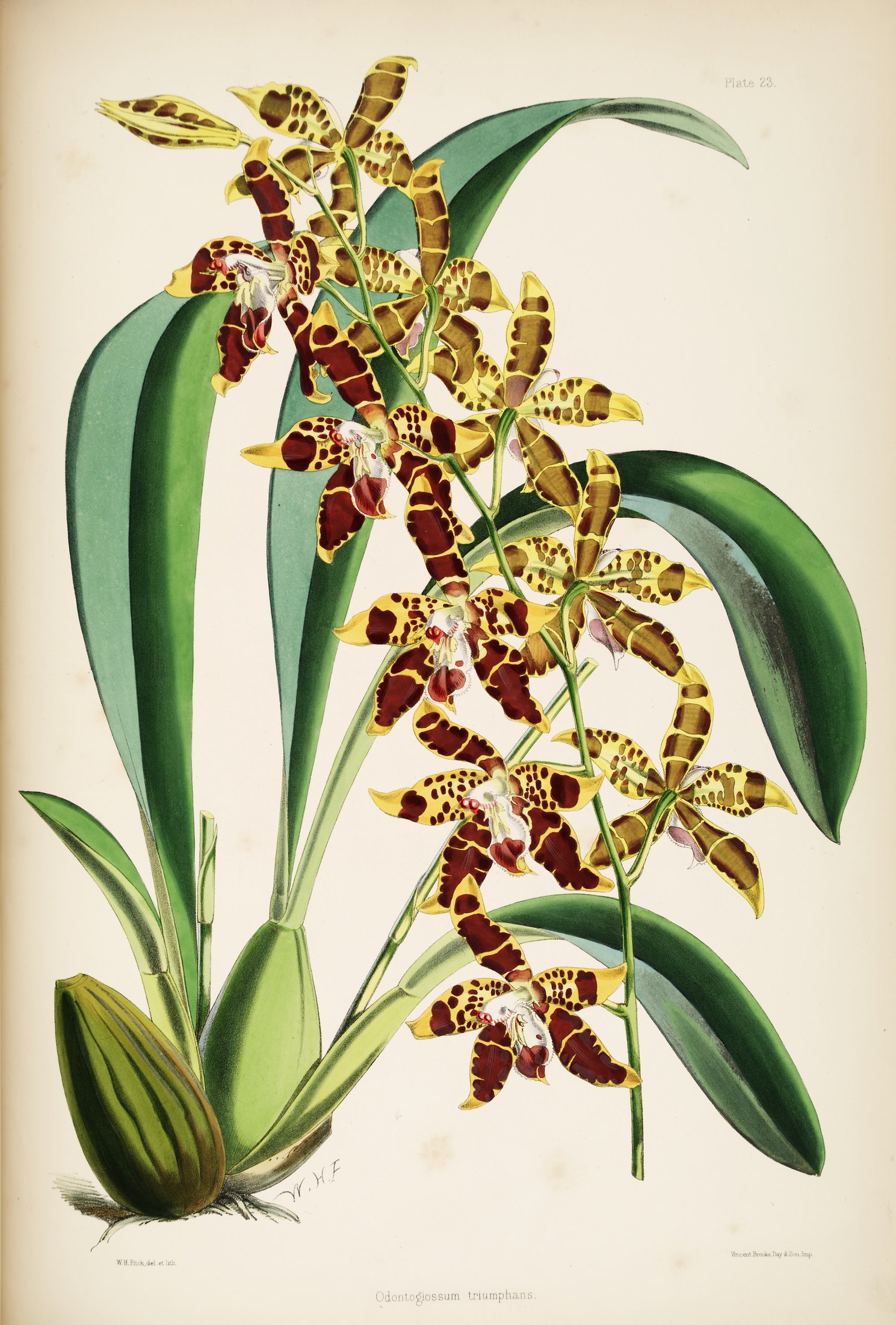 Odontoglossum triumphans — James Bateman