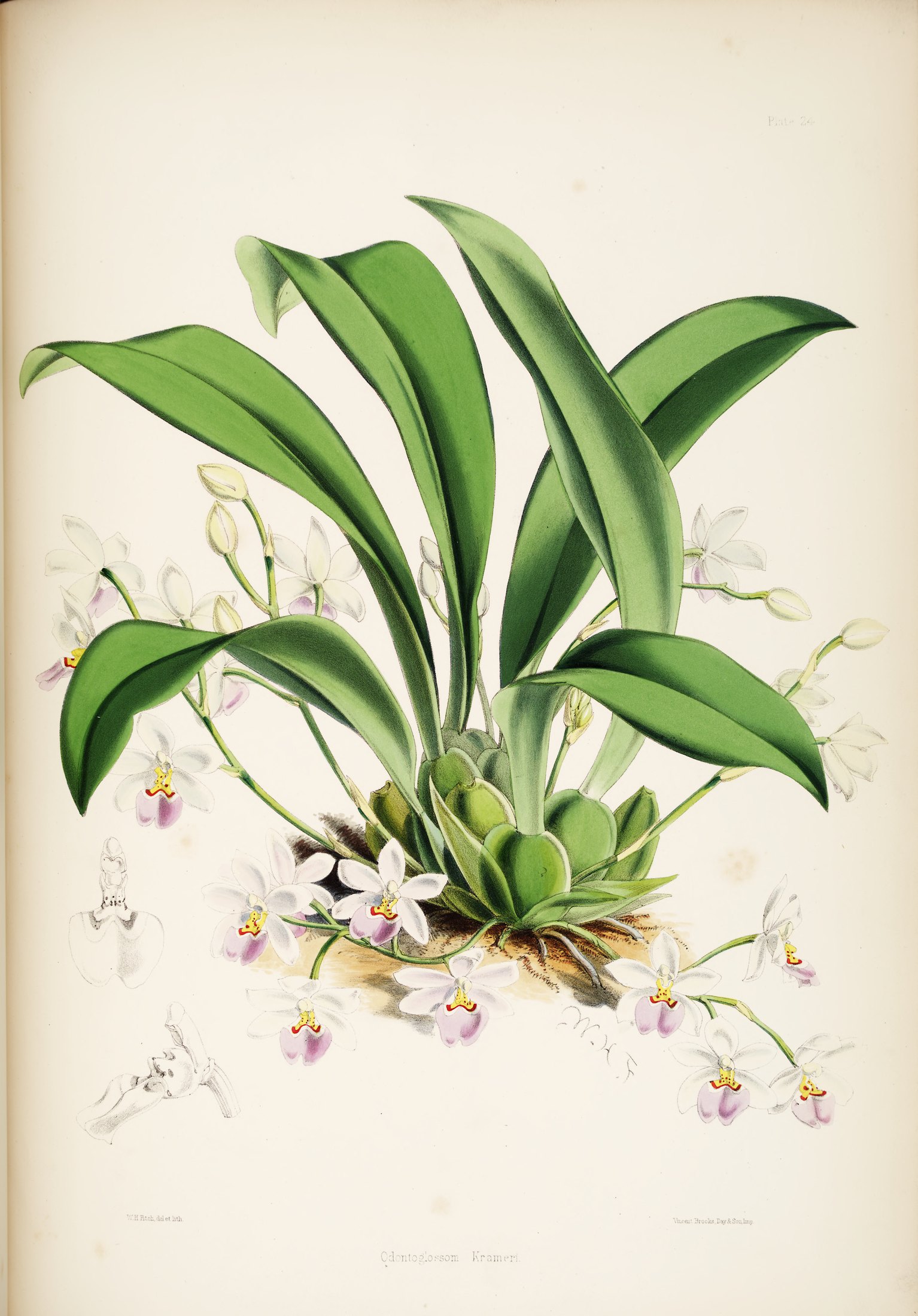 Odontoglossum krameri — James Bateman
