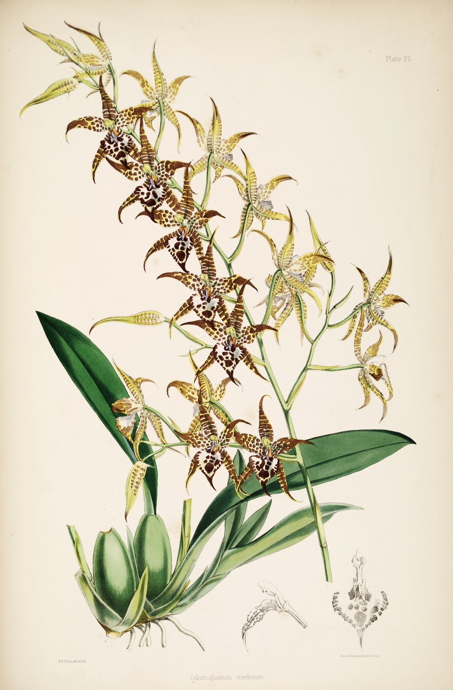 Odontoglossum cordatum — James Bateman