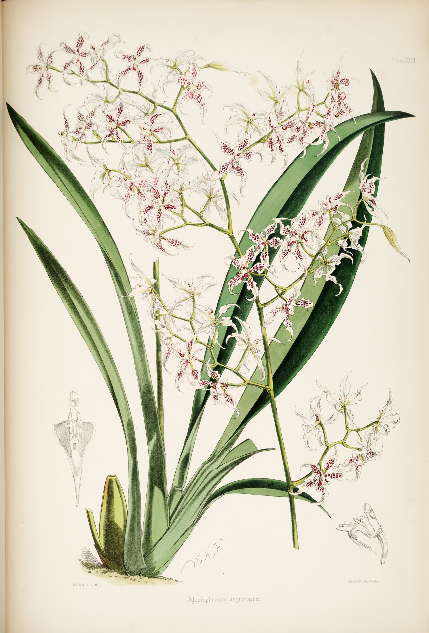 Odontoglossum angustatum — James Bateman