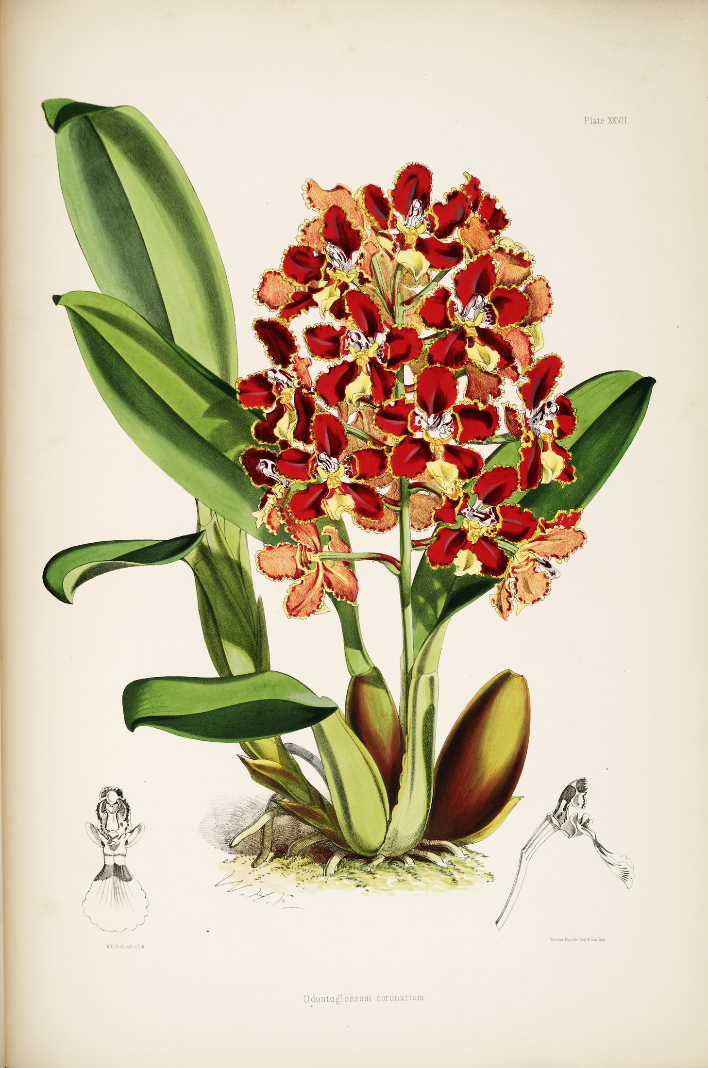 Odontoglossum coronarium — James Bateman