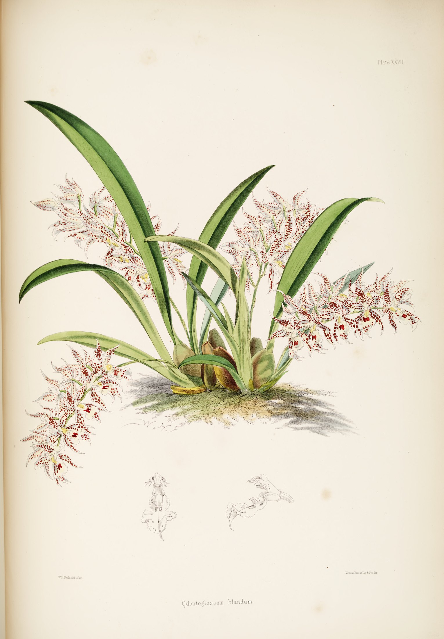 Odontoglossum blandum — James Bateman