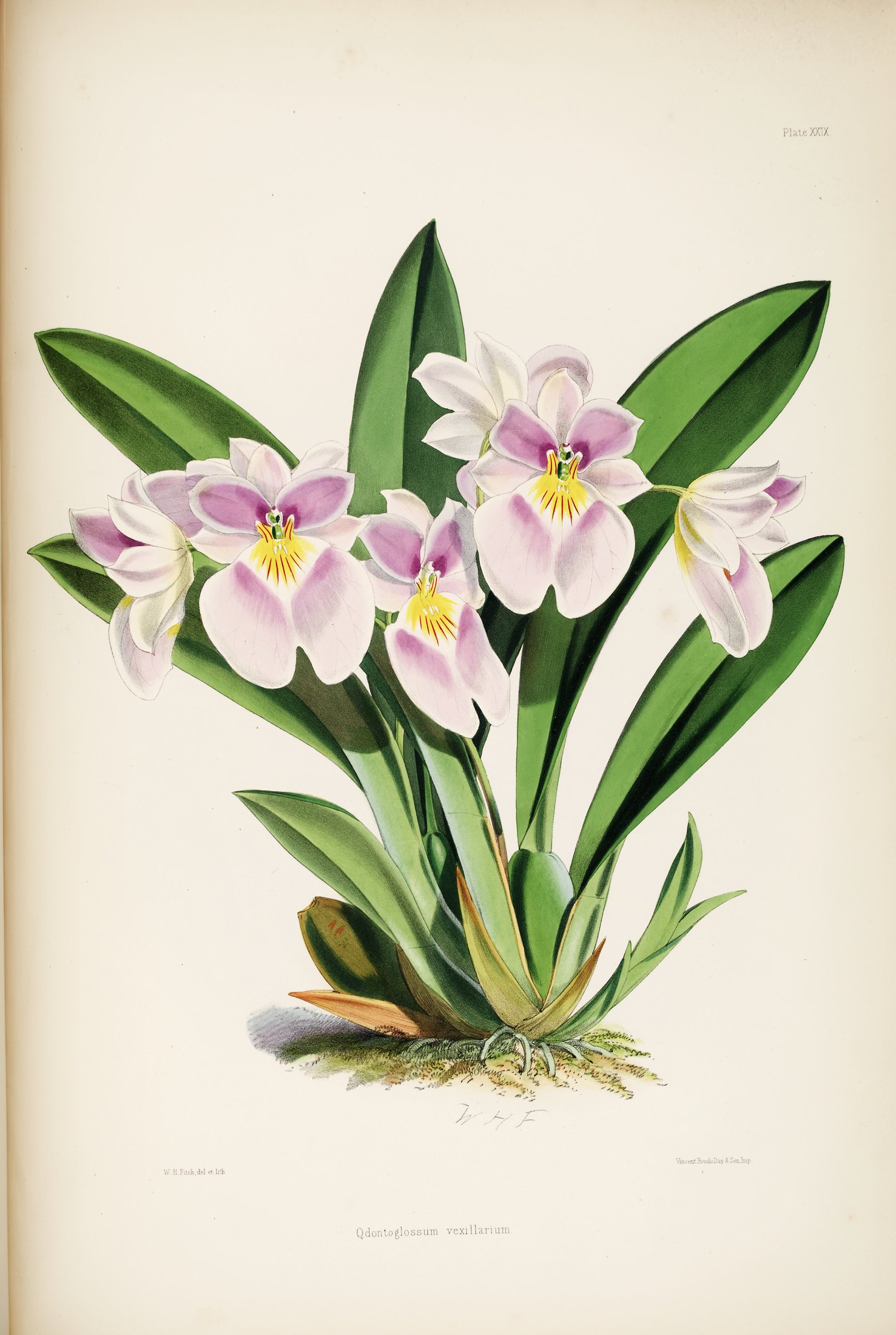 Odontoglossum vexillarium — James Bateman