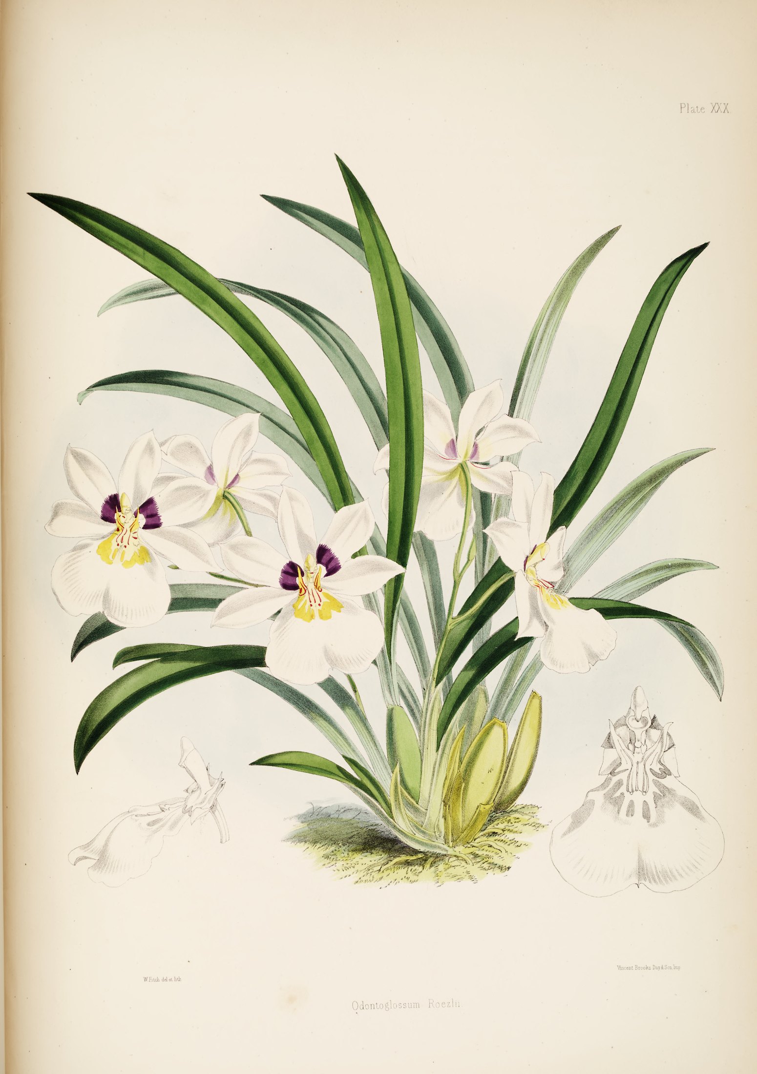 Odontoglossum roezlii — James Bateman