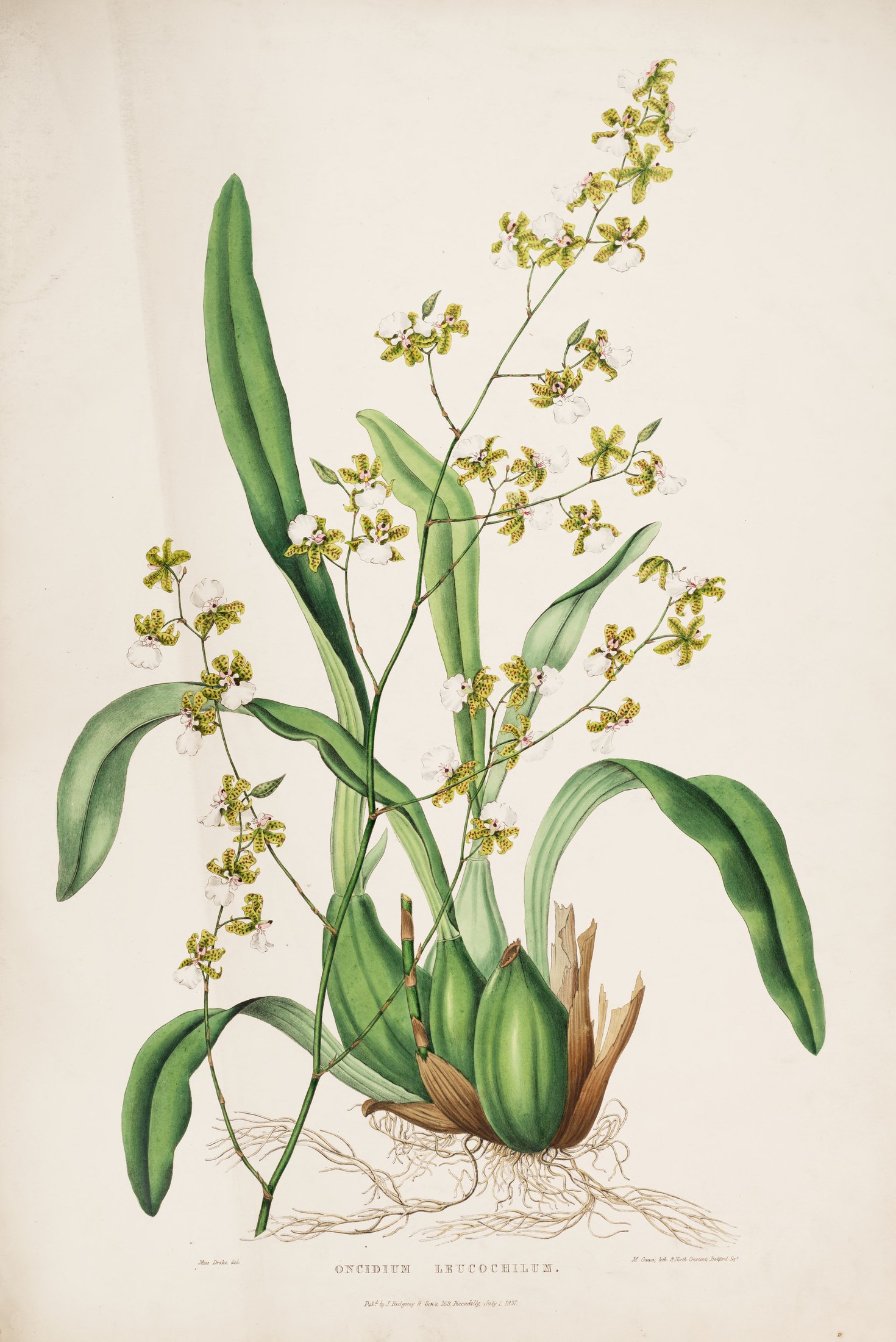 Oncidium leucochilum — James Bateman