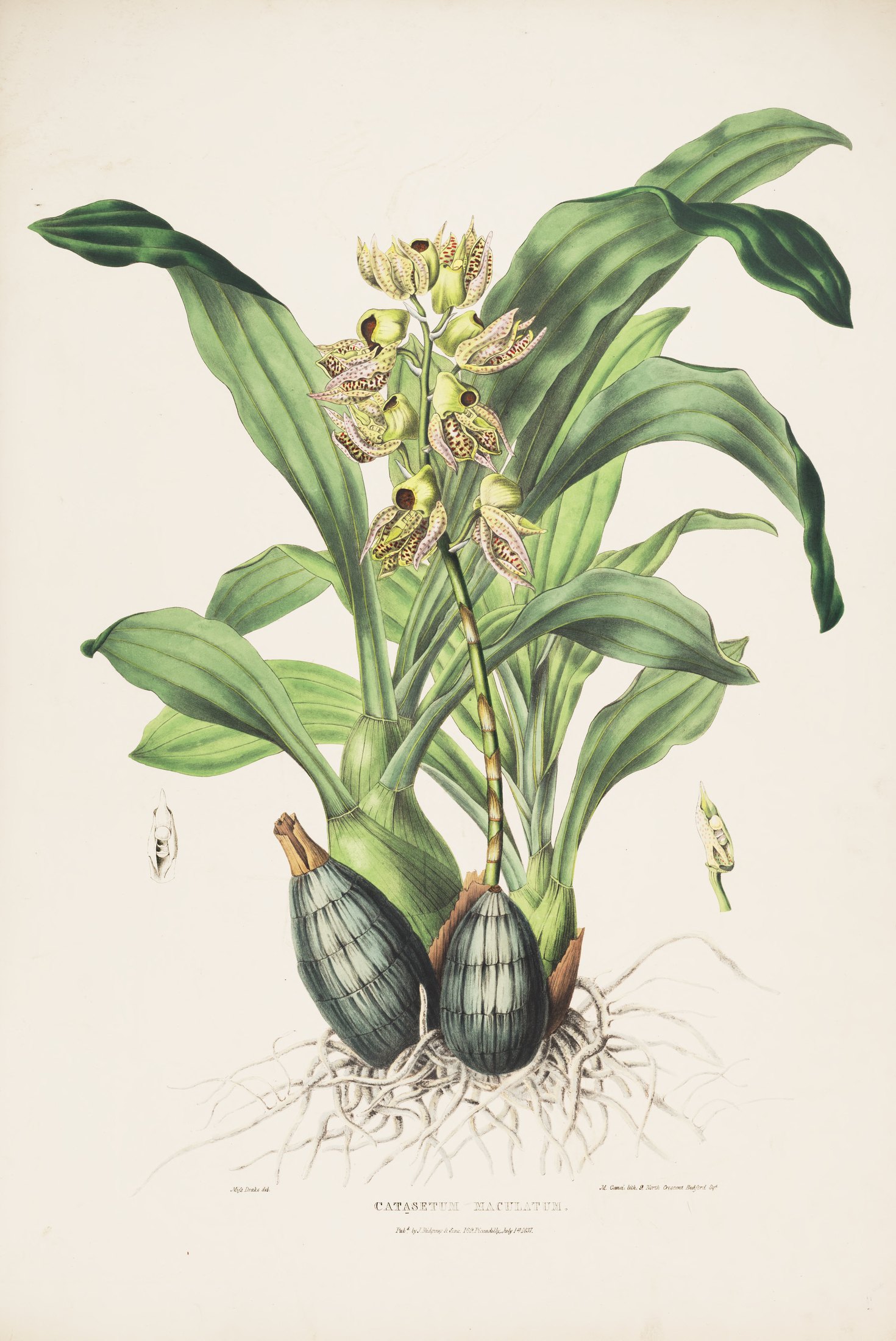 Catasetum maculatum — James Bateman