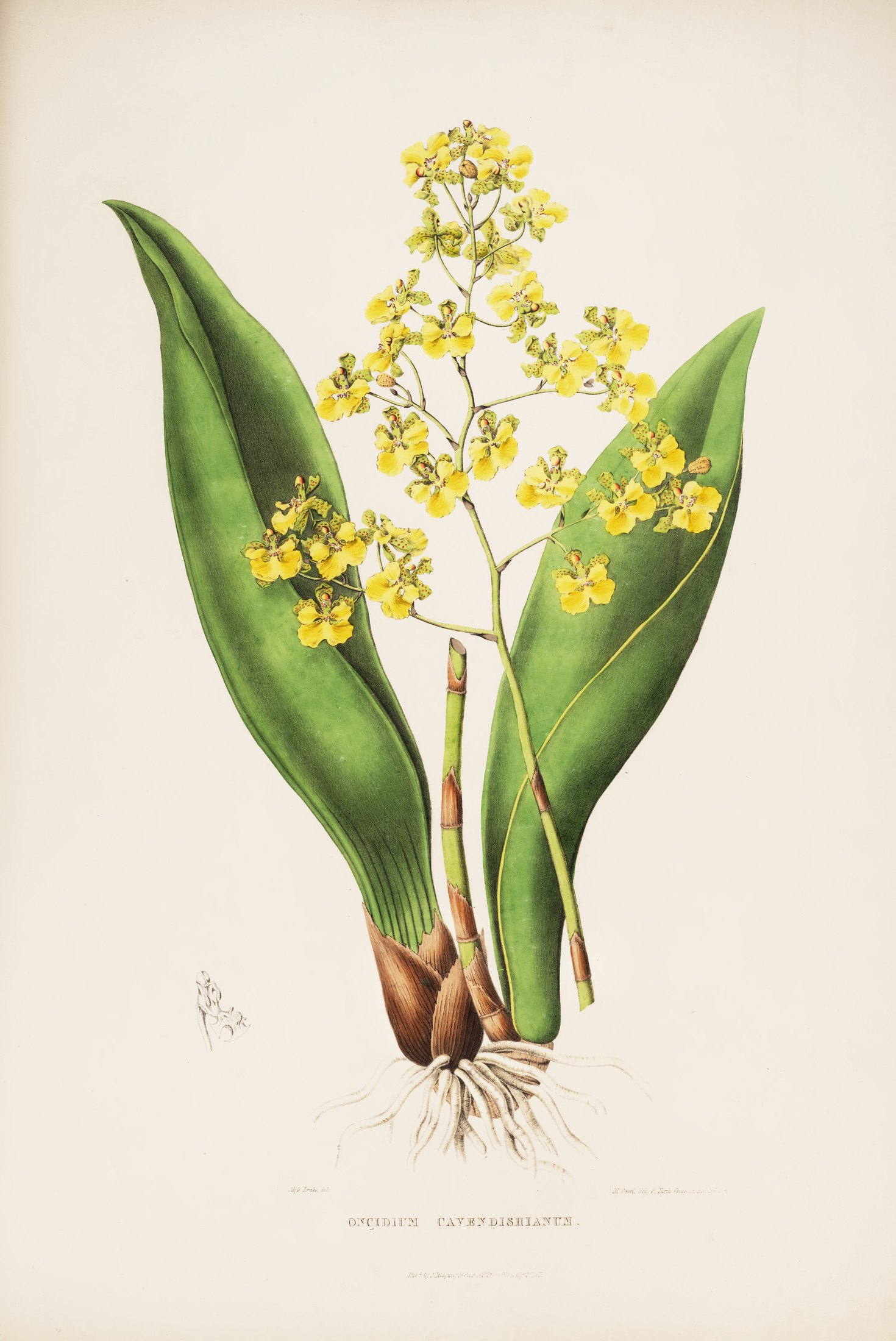 Oncidium cavendishianum — James Bateman