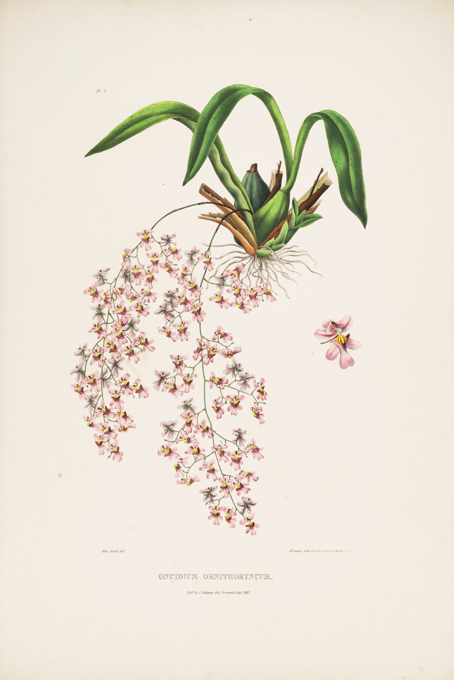 Oncidium ornithorhynchum — James Bateman