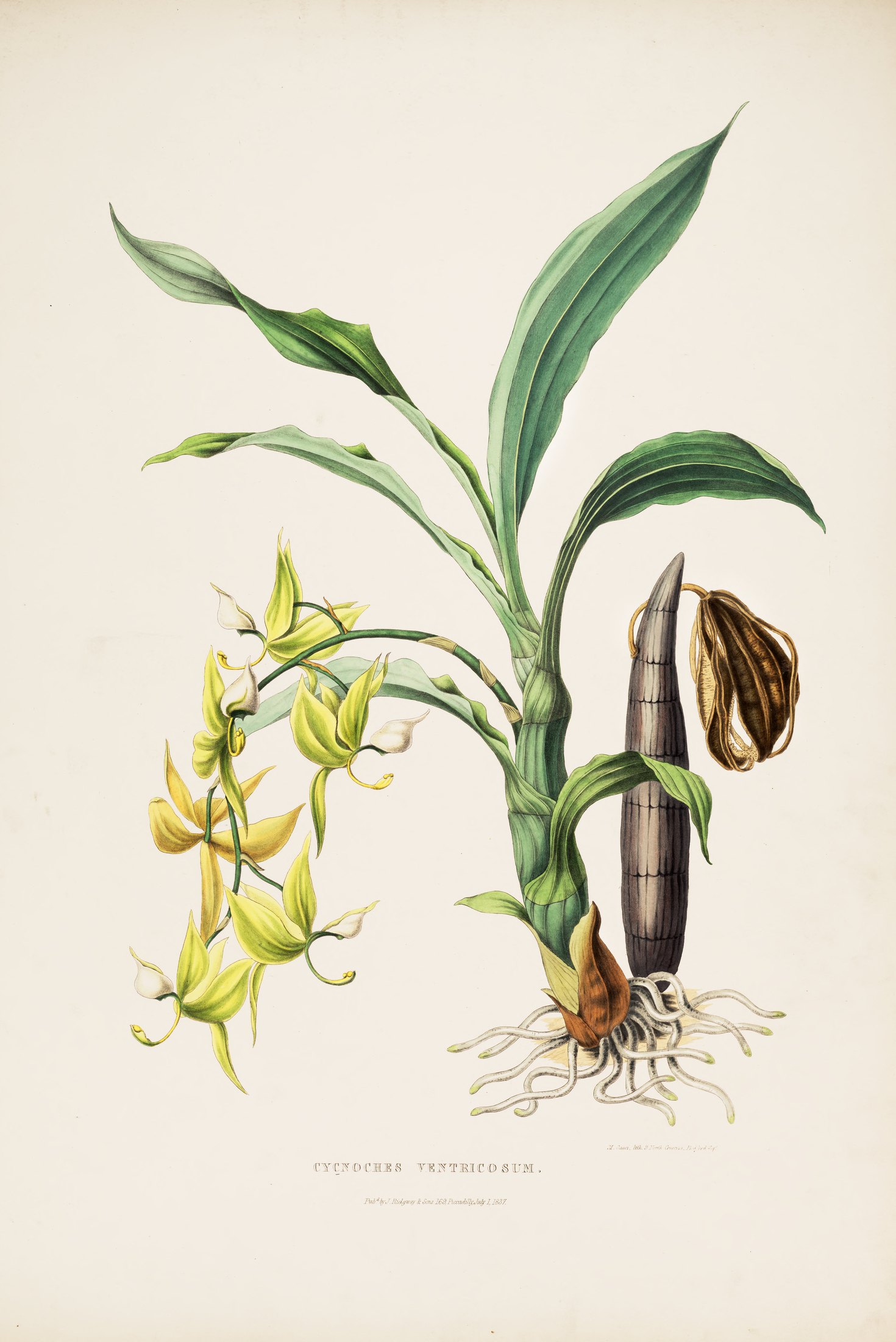 Cycnoches ventricosum — James Bateman