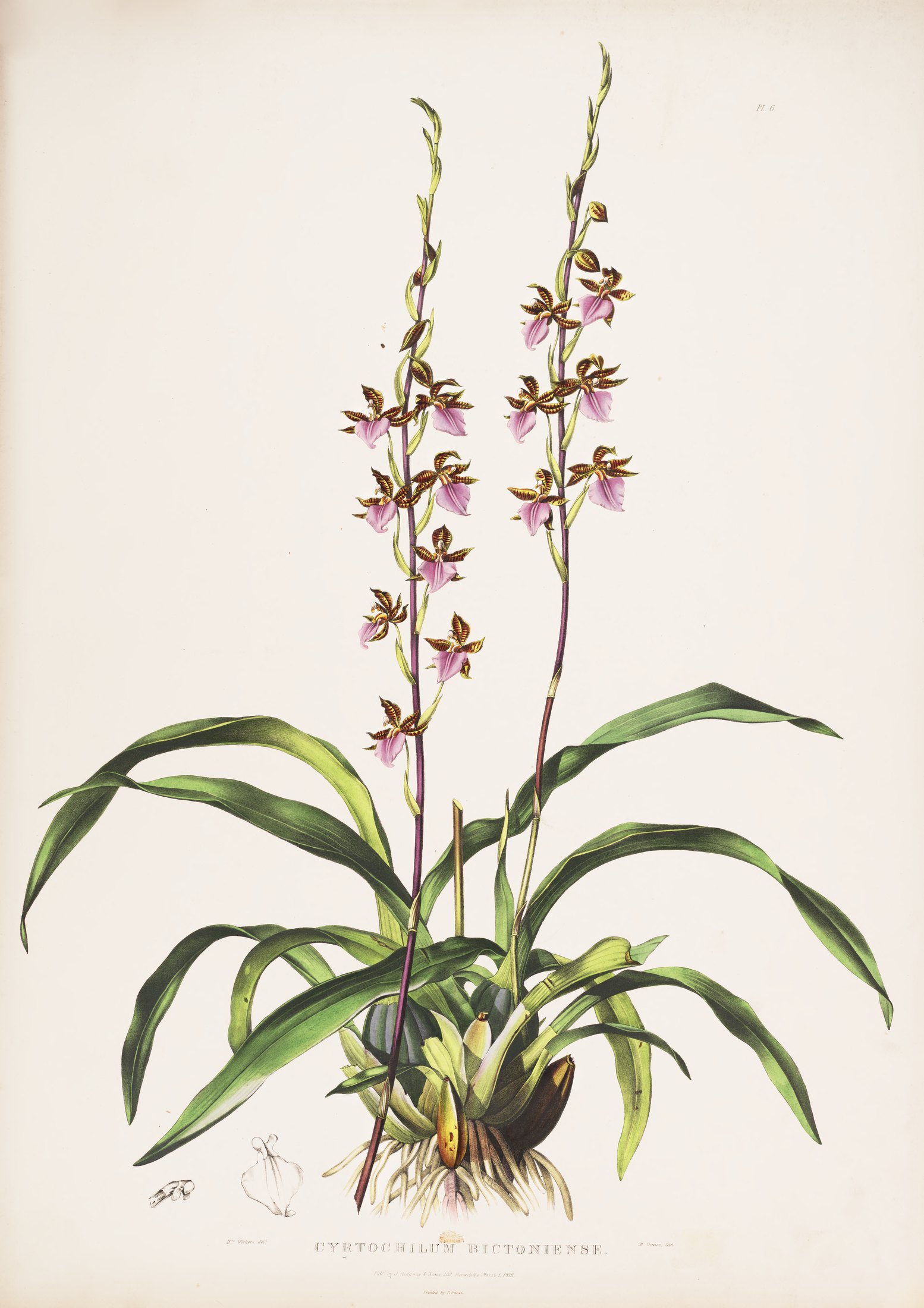 Cyrtochilum bictoniense — James Bateman