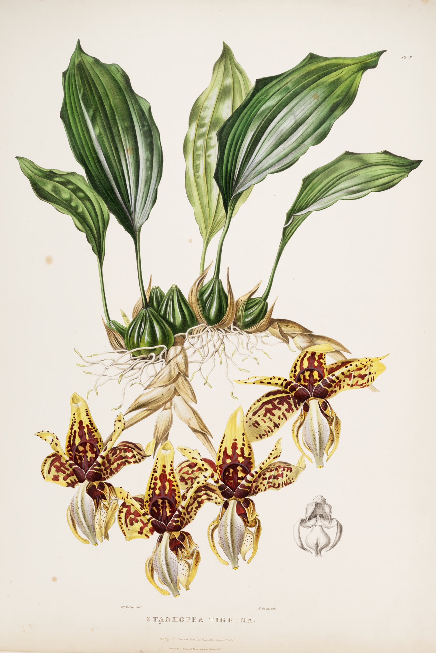 Stanhopea tigrina — James Bateman