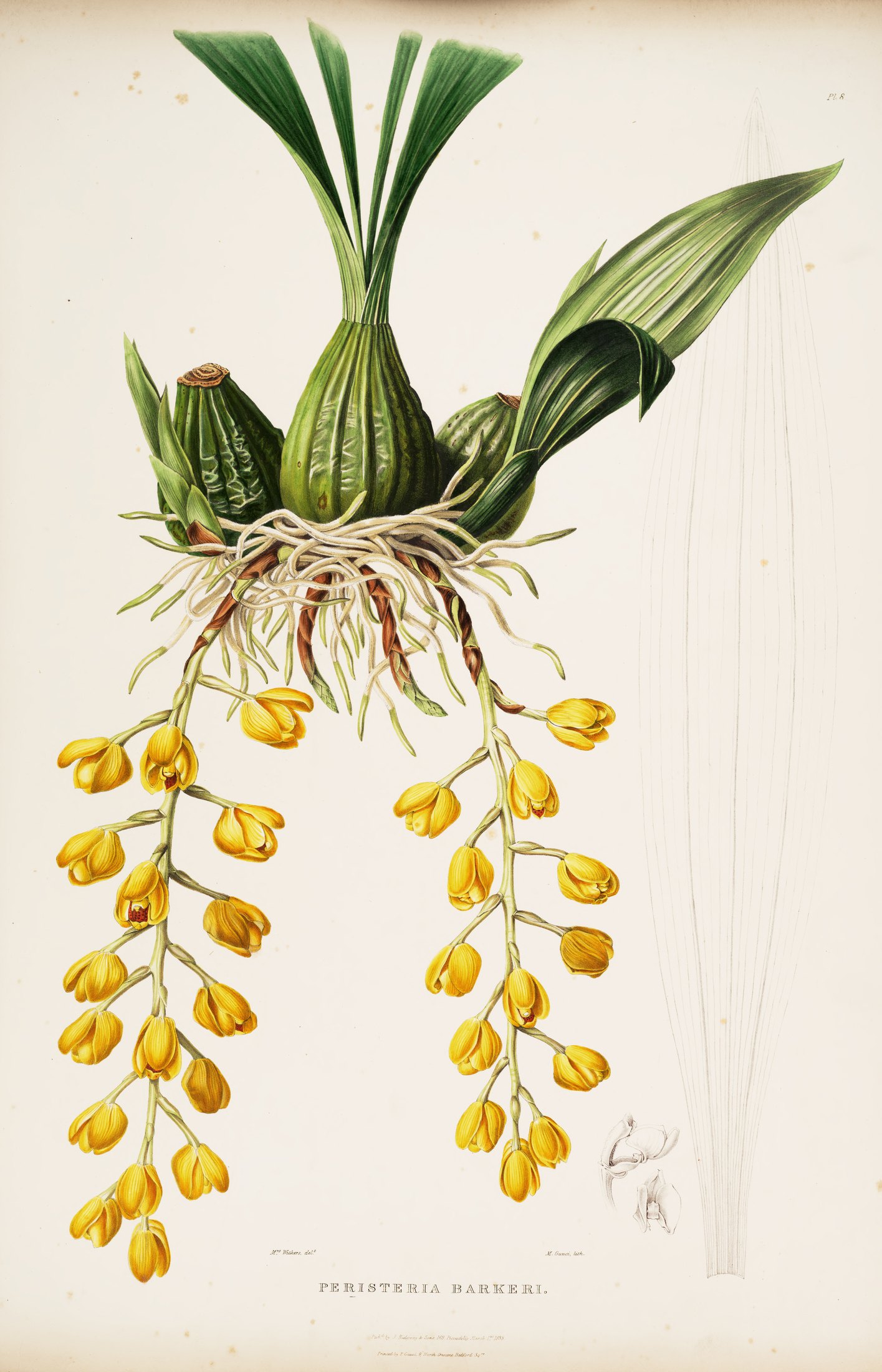 Peristeria barkeri — James Bateman
