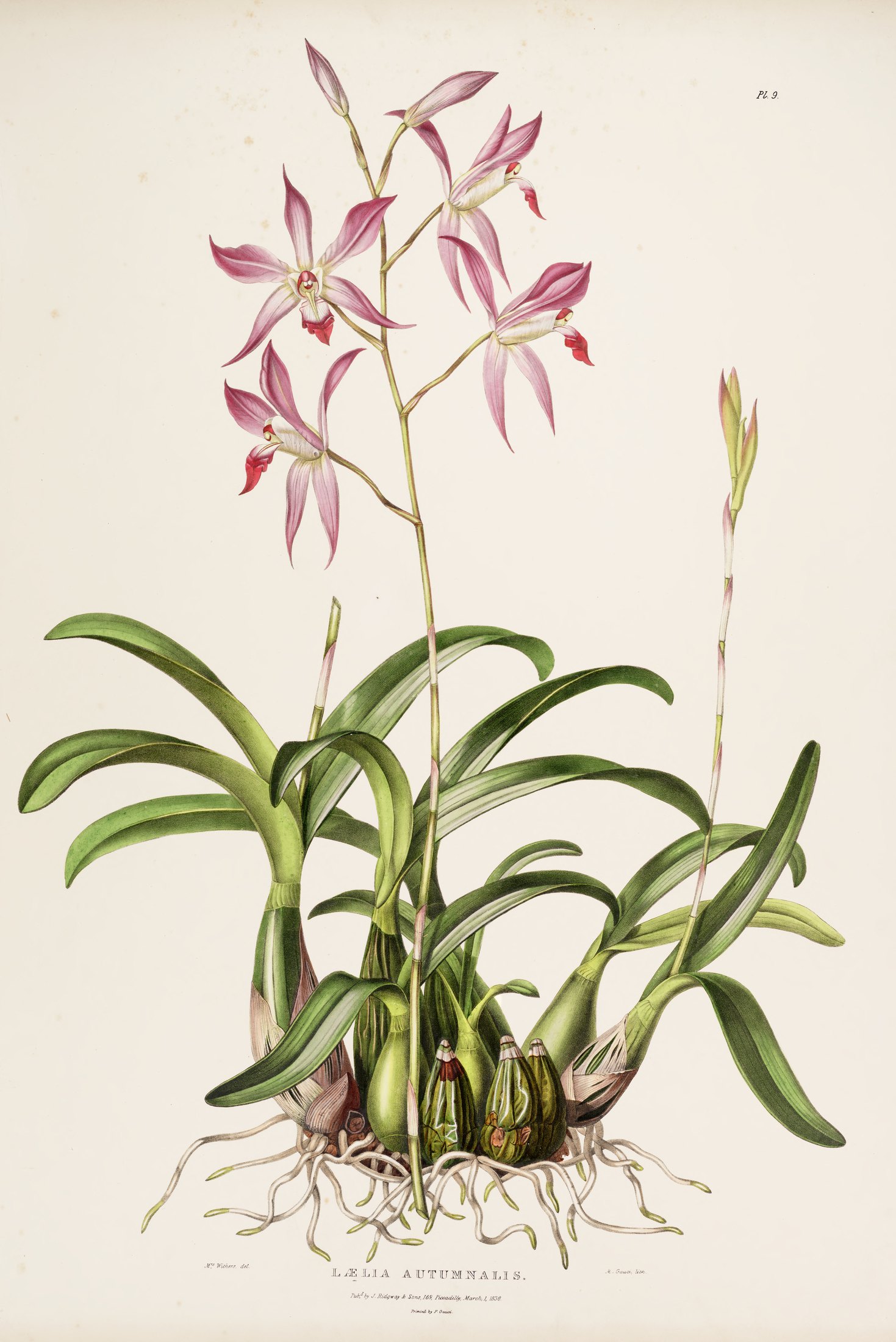 Lælia autumnalis — James Bateman