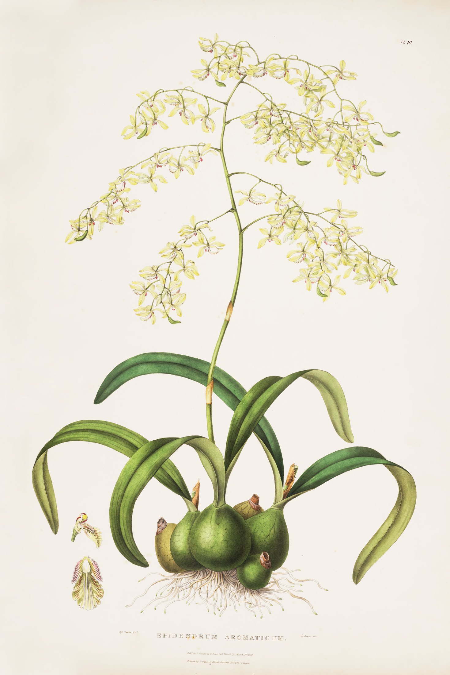 Epidendrum aromaticum — James Bateman