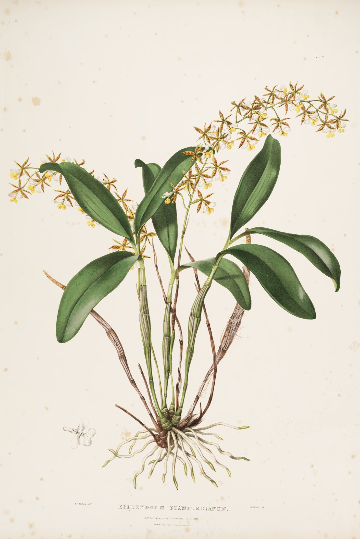 Epidendrum stamfordianum — James Bateman