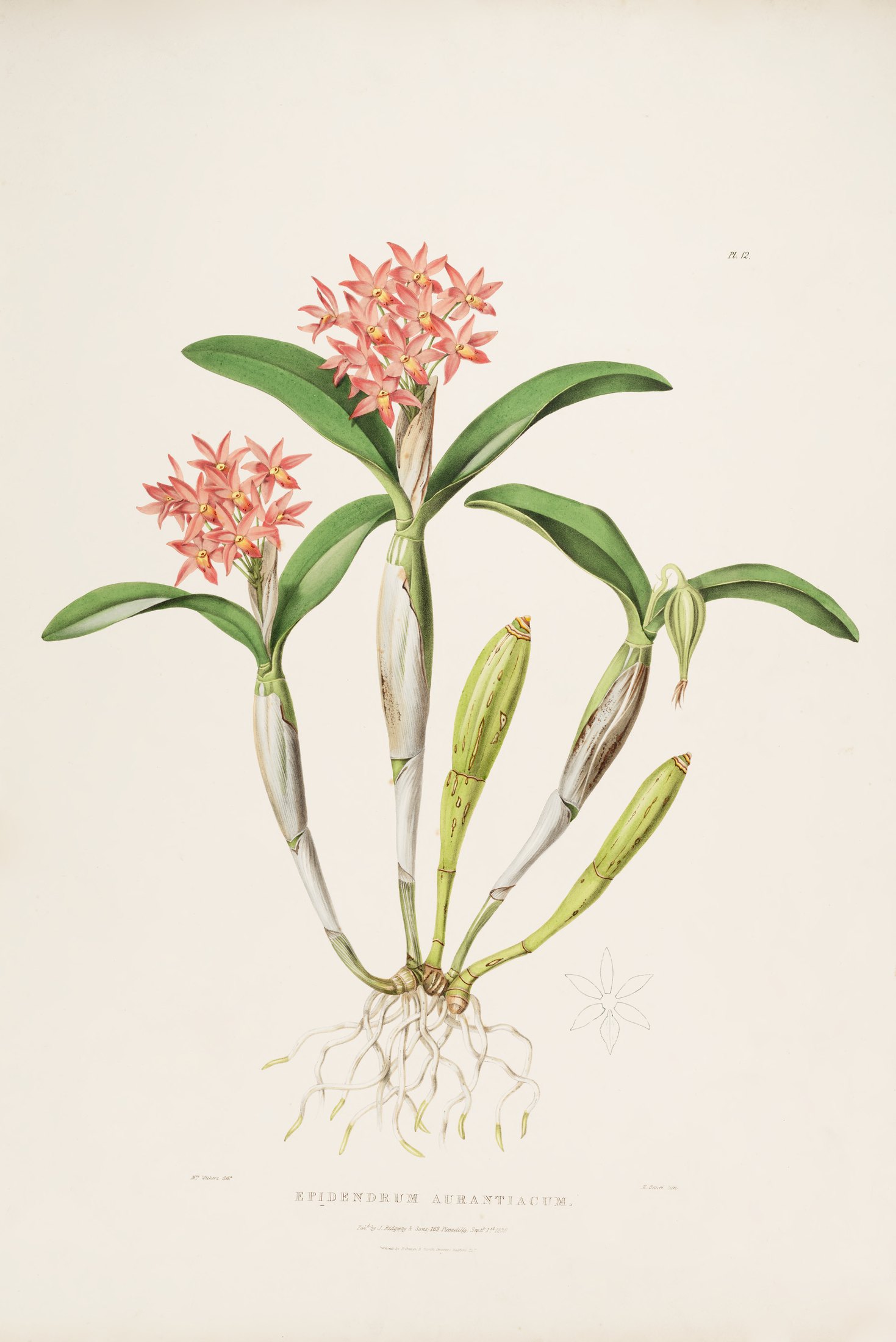 Epidendrum aurantiacum — James Bateman