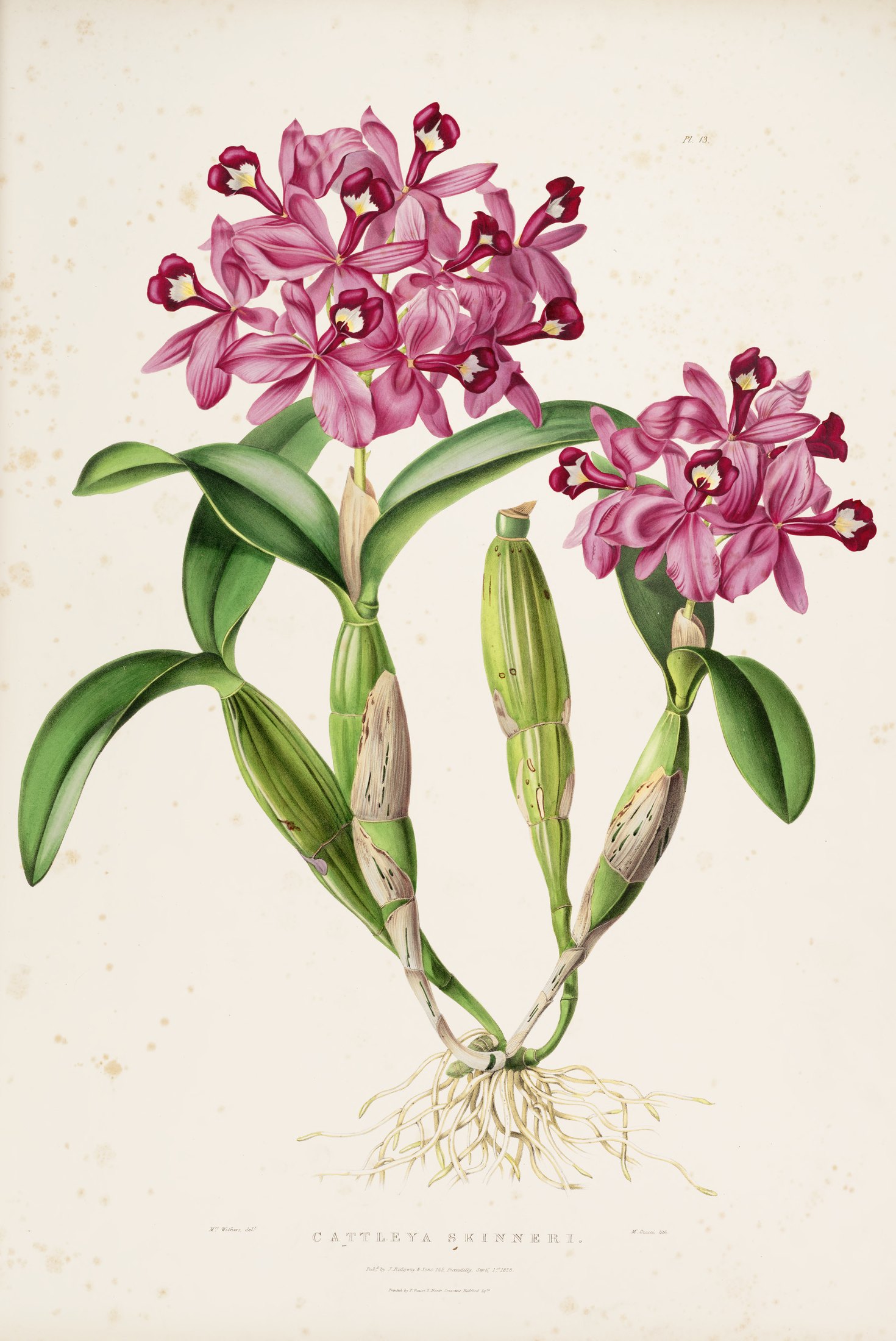 Cattleya skinneri — James Bateman