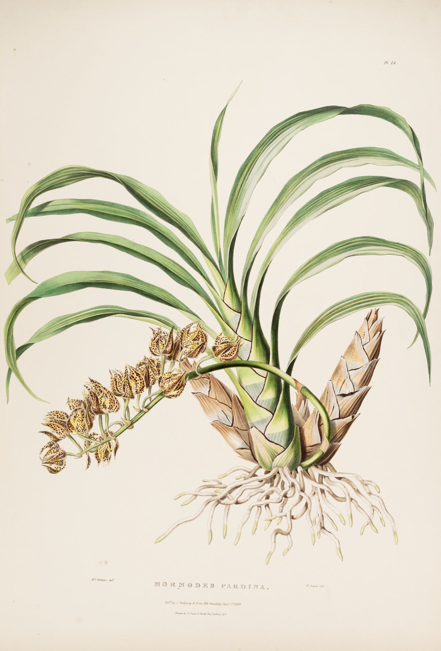 Mormodes pardina — James Bateman