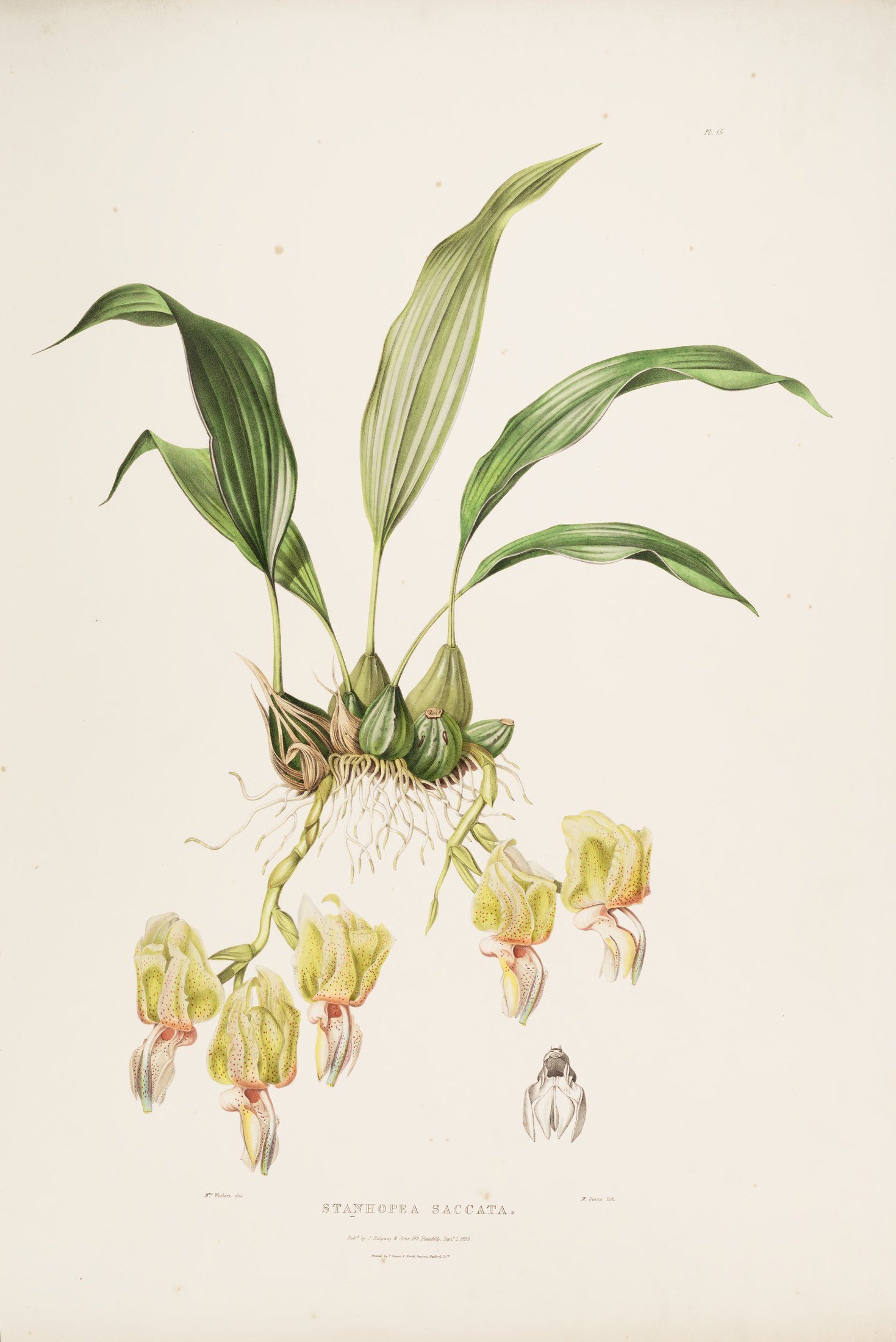 Stanhopea saccata — James Bateman