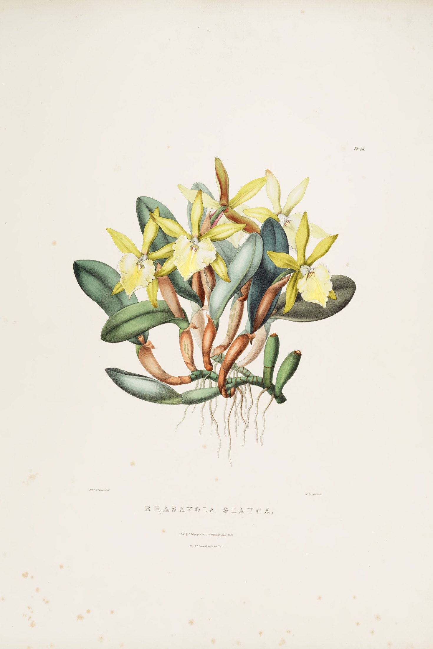 Brasavola glauca — James Bateman