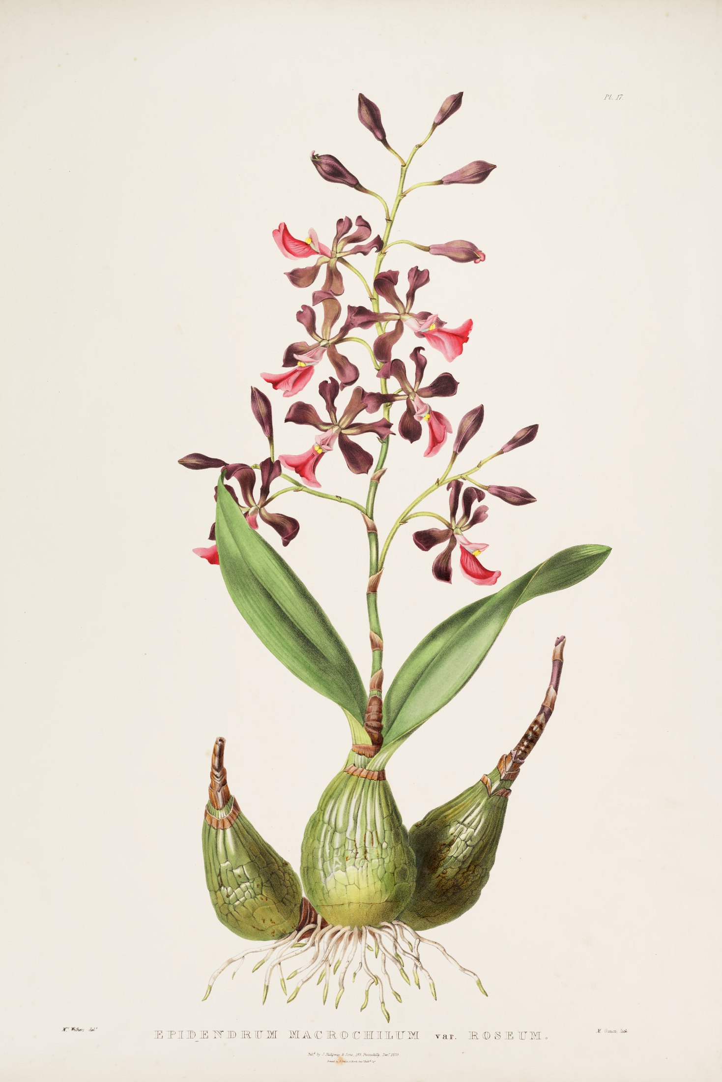 Epidendrum macrochilum var. roseum — James Bateman