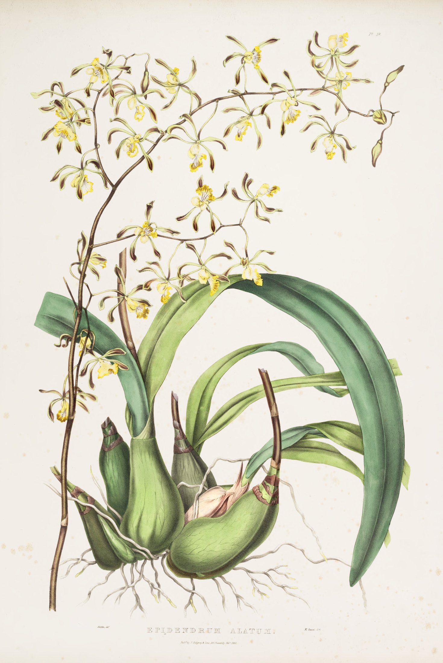 Epidendrum alatum — James Bateman