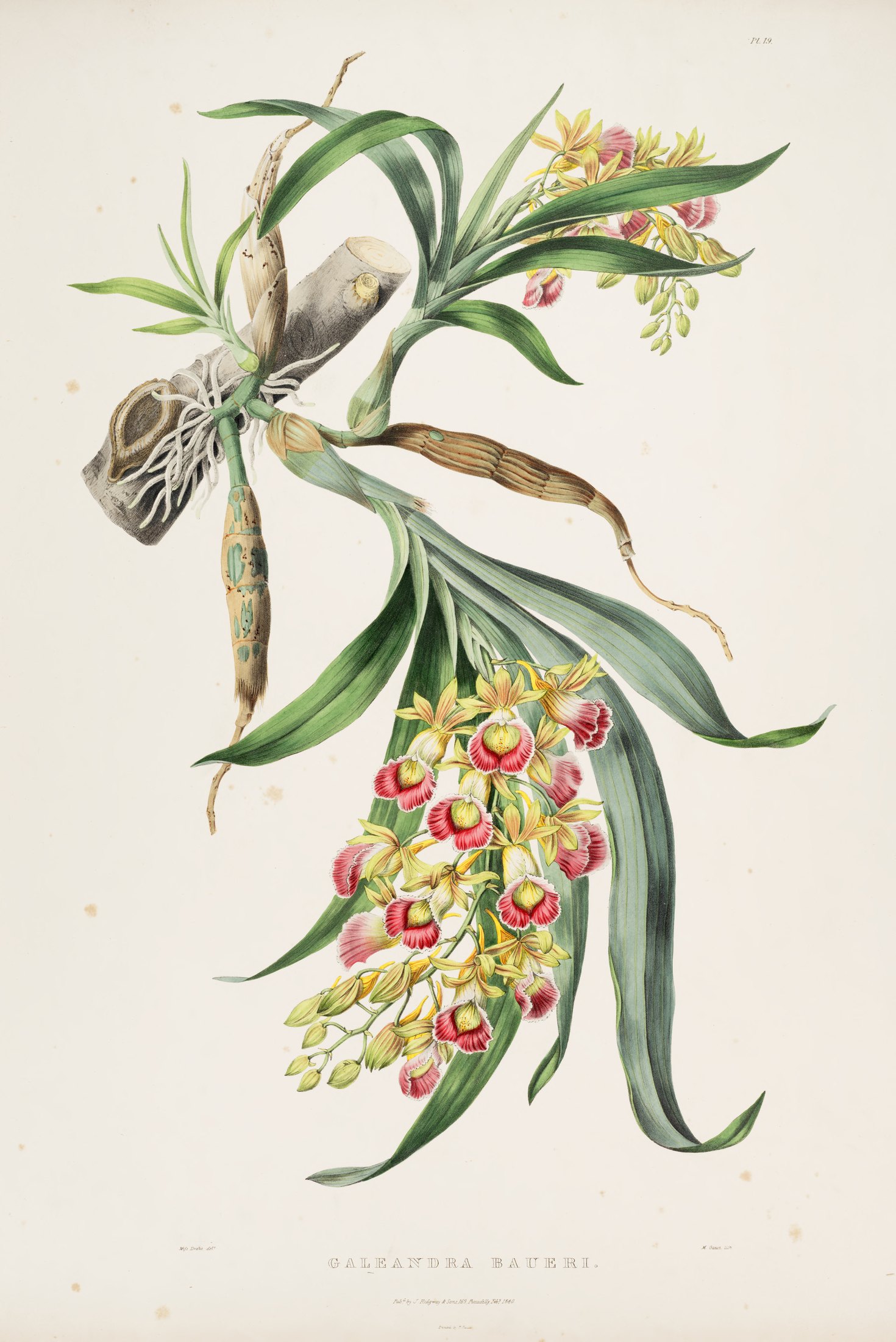 Galeandra baueri — James Bateman