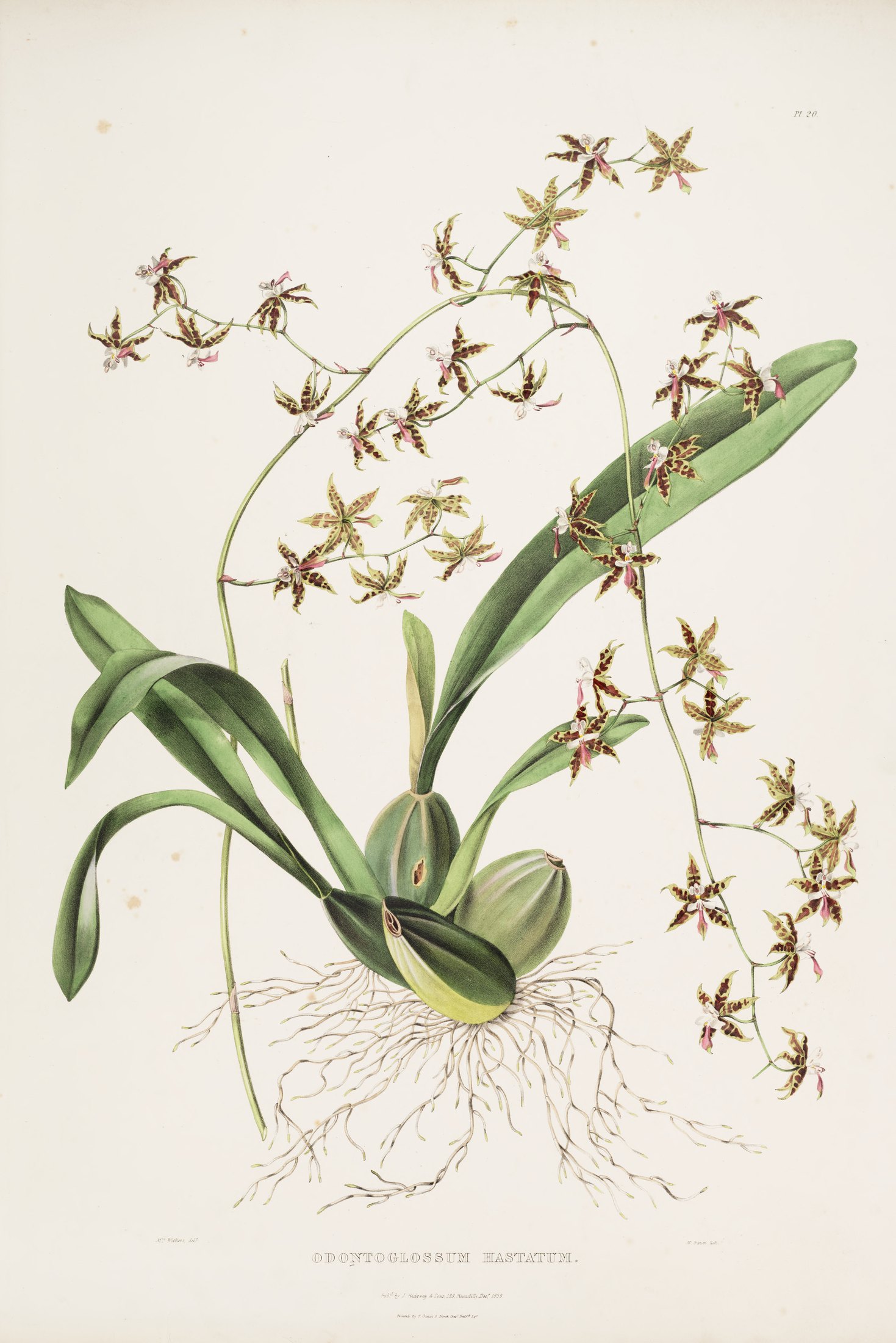 Odontoglossum hastatum — James Bateman